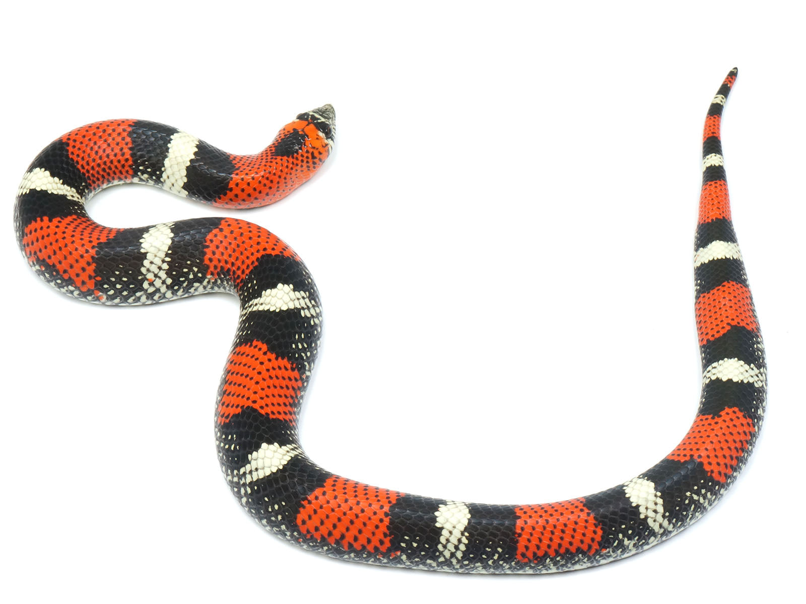 Female Tricolor Hognose Snake
