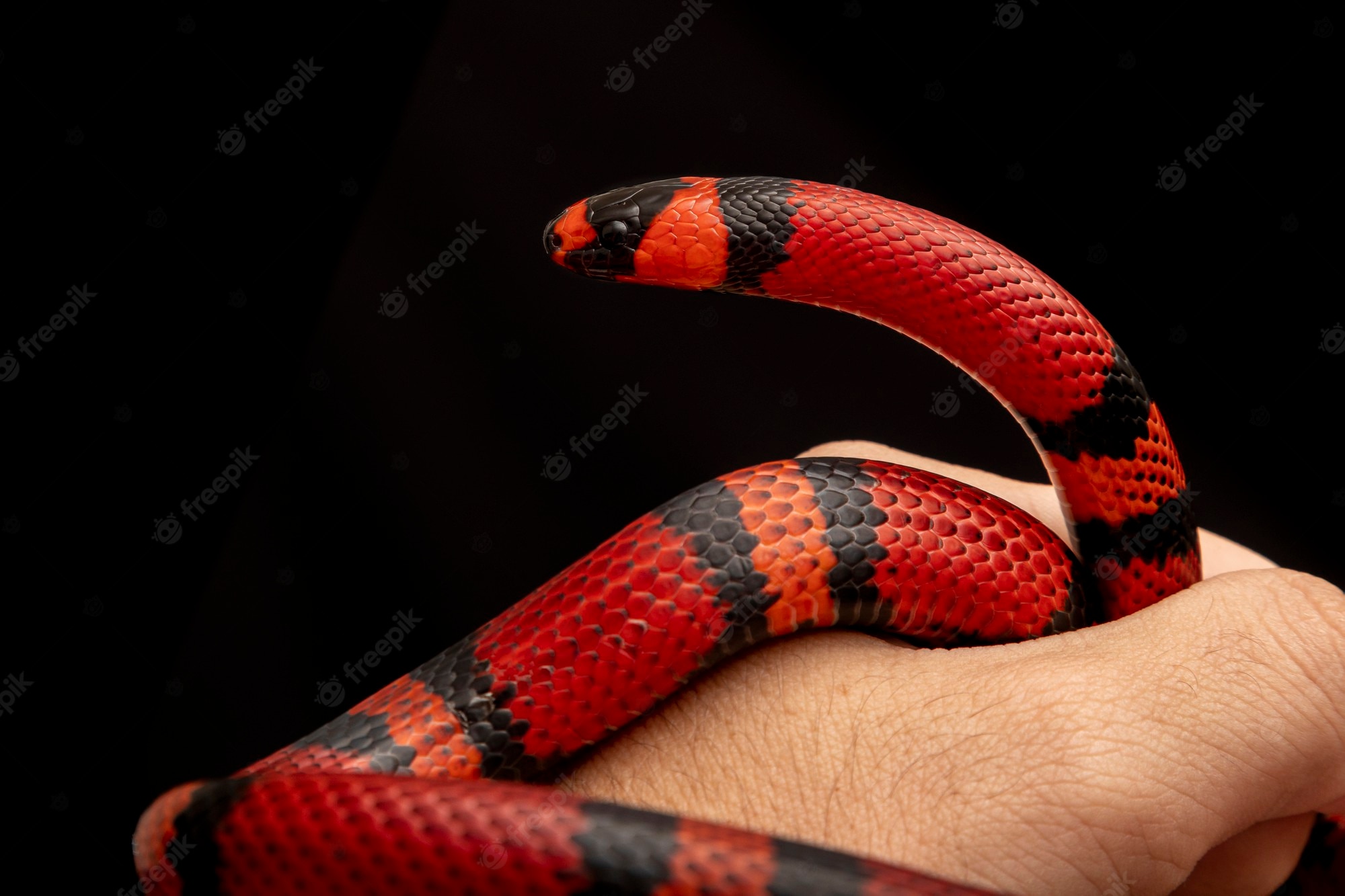 Honduran milk snake Image. Free Vectors, & PSD