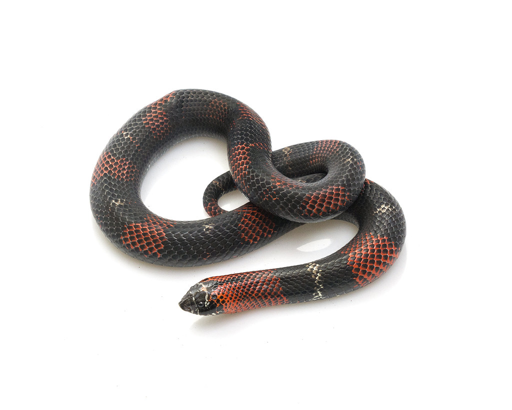 Ayahuasca. Tricolor hognose snake