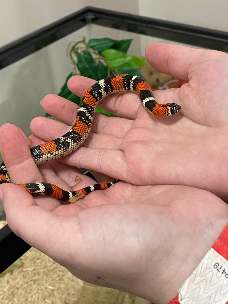 Tri color hognose are surprisingly underrated!