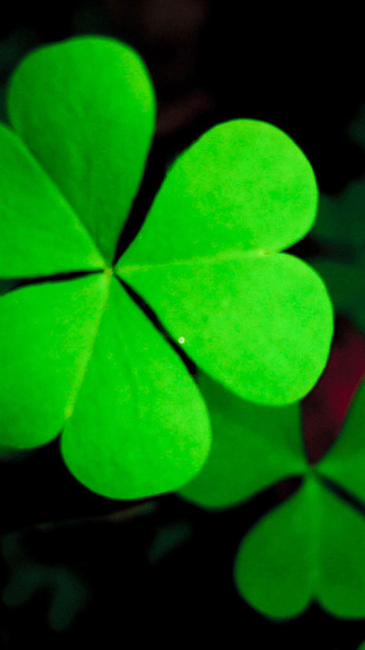 Pure Green Lucky Grass Clover Leaf Close Up iPhone 8 Wallpaper Free Download