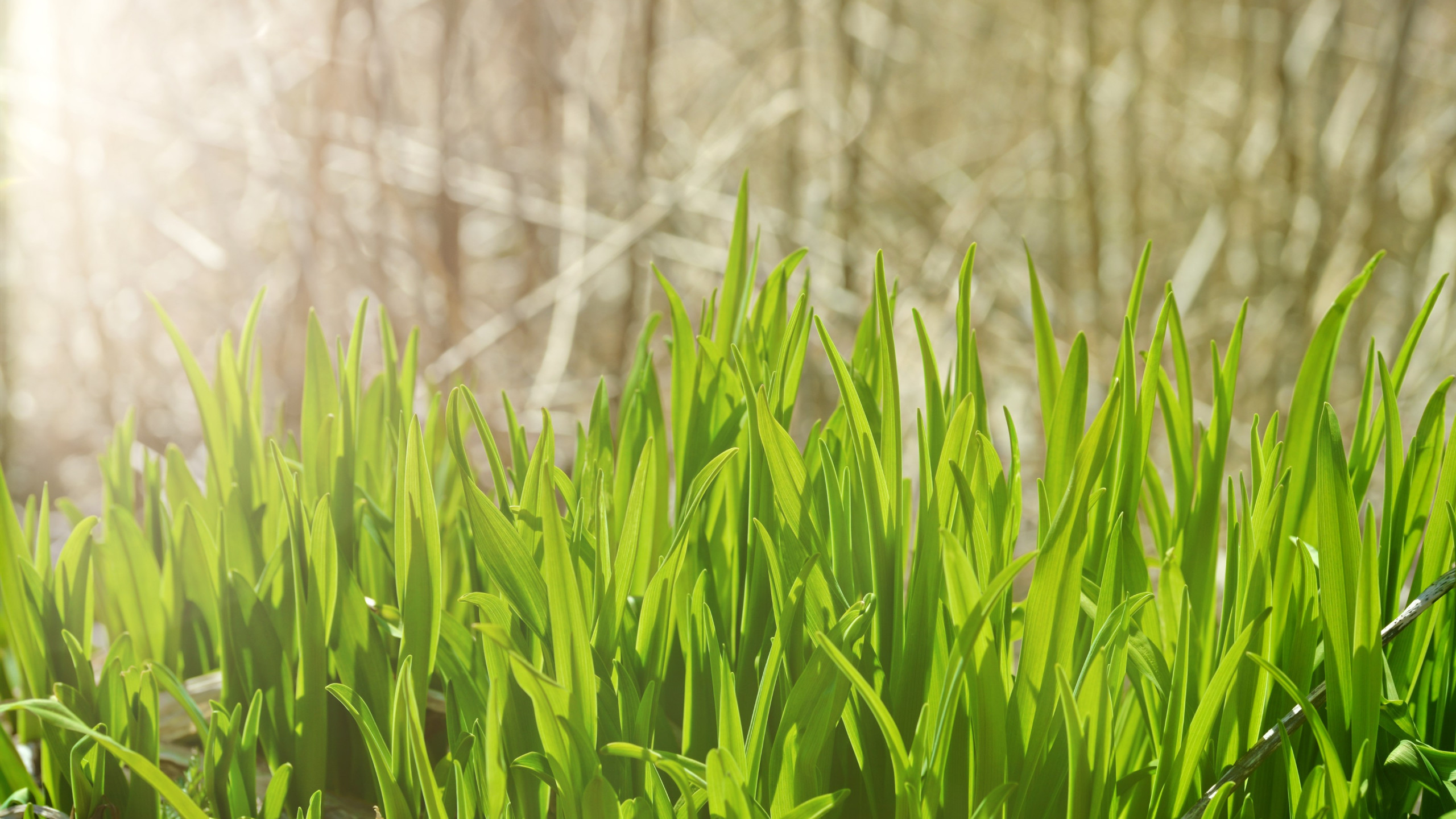 Download wallpaper: Pure green grass 2560x1440