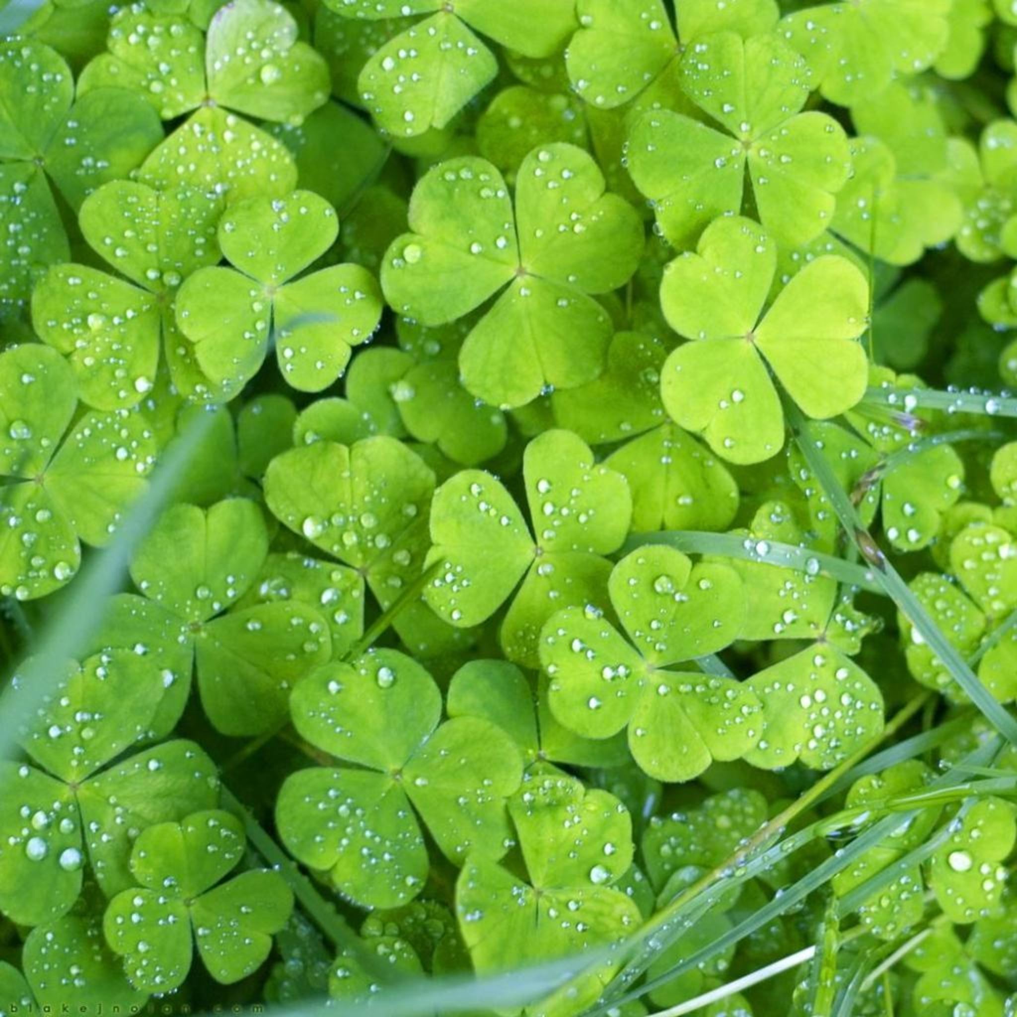 Pure Green Clover Land iPad Air Wallpaper Free Download