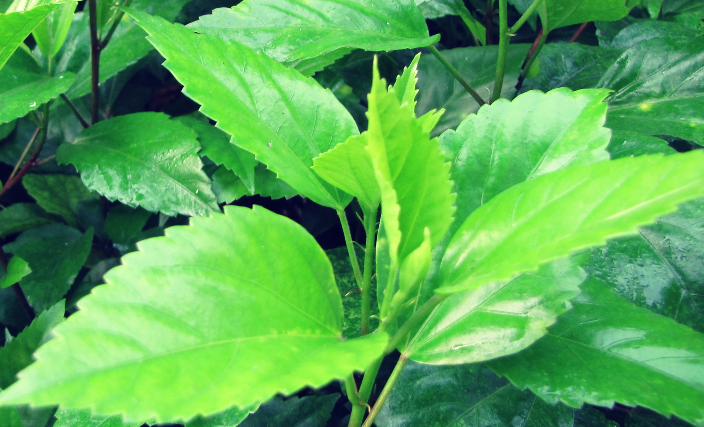 Green America HD Wallpaper, Pure Green, Deep Forest 1080p Picture