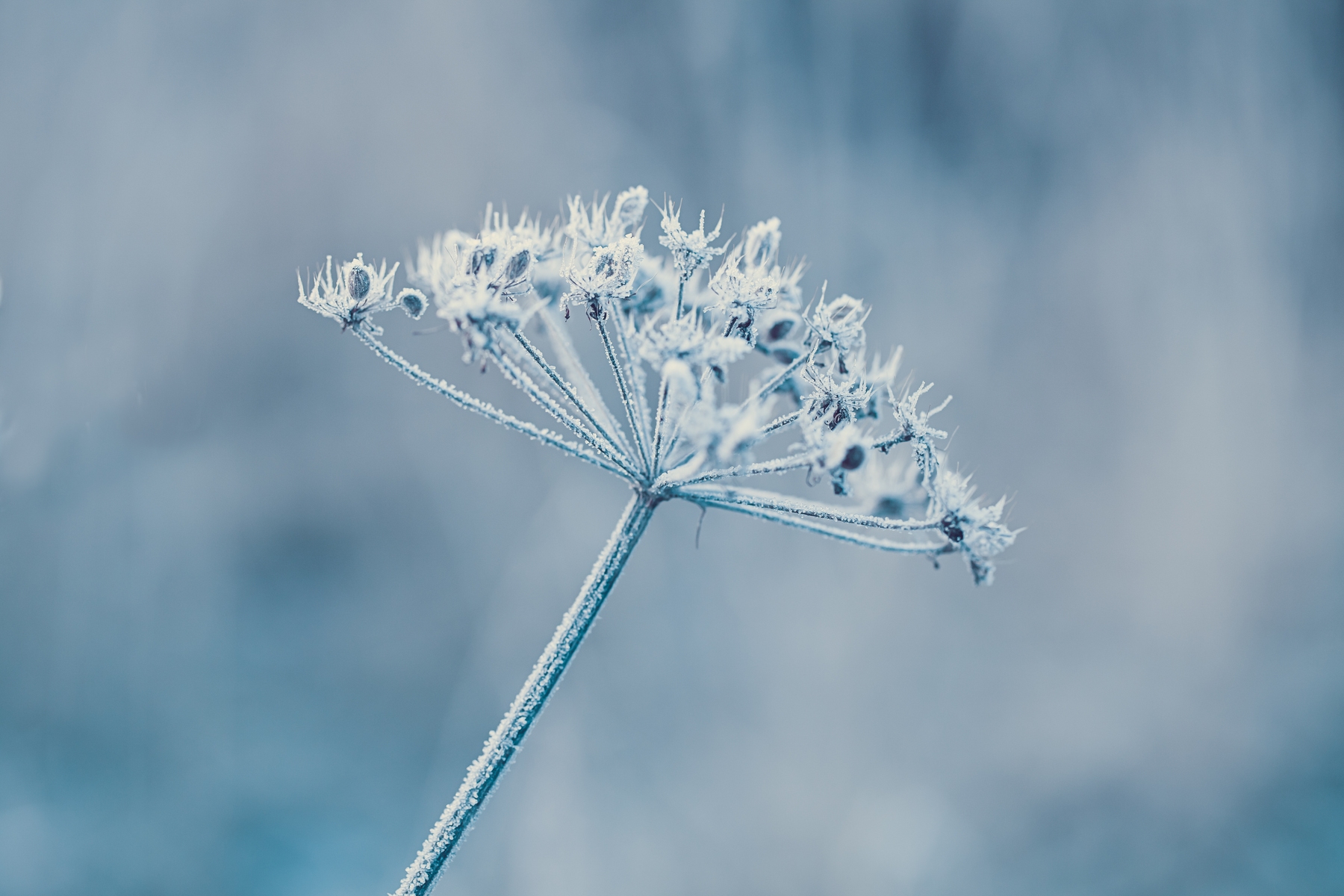Blue Winter Flowers Wallpapers Wallpaper Cave