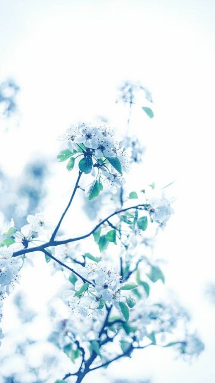 ♧ white winter flower wallpaper ♧. Winter flowers, Flower wallpaper, Wallpaper