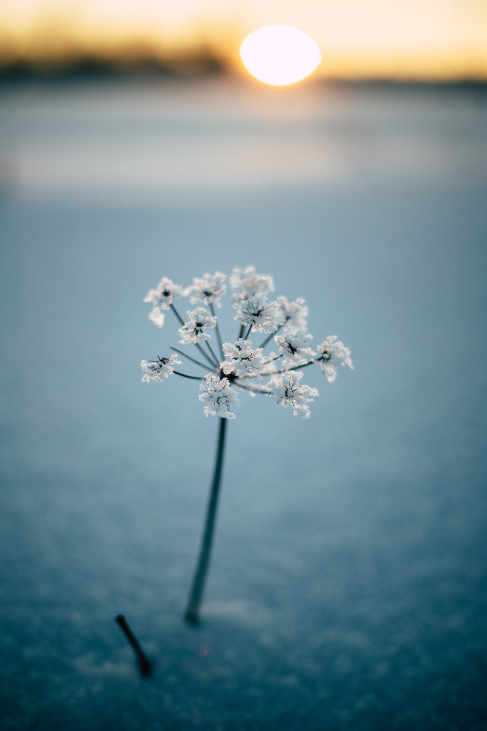 Winter Flower Picture. Download Free Image