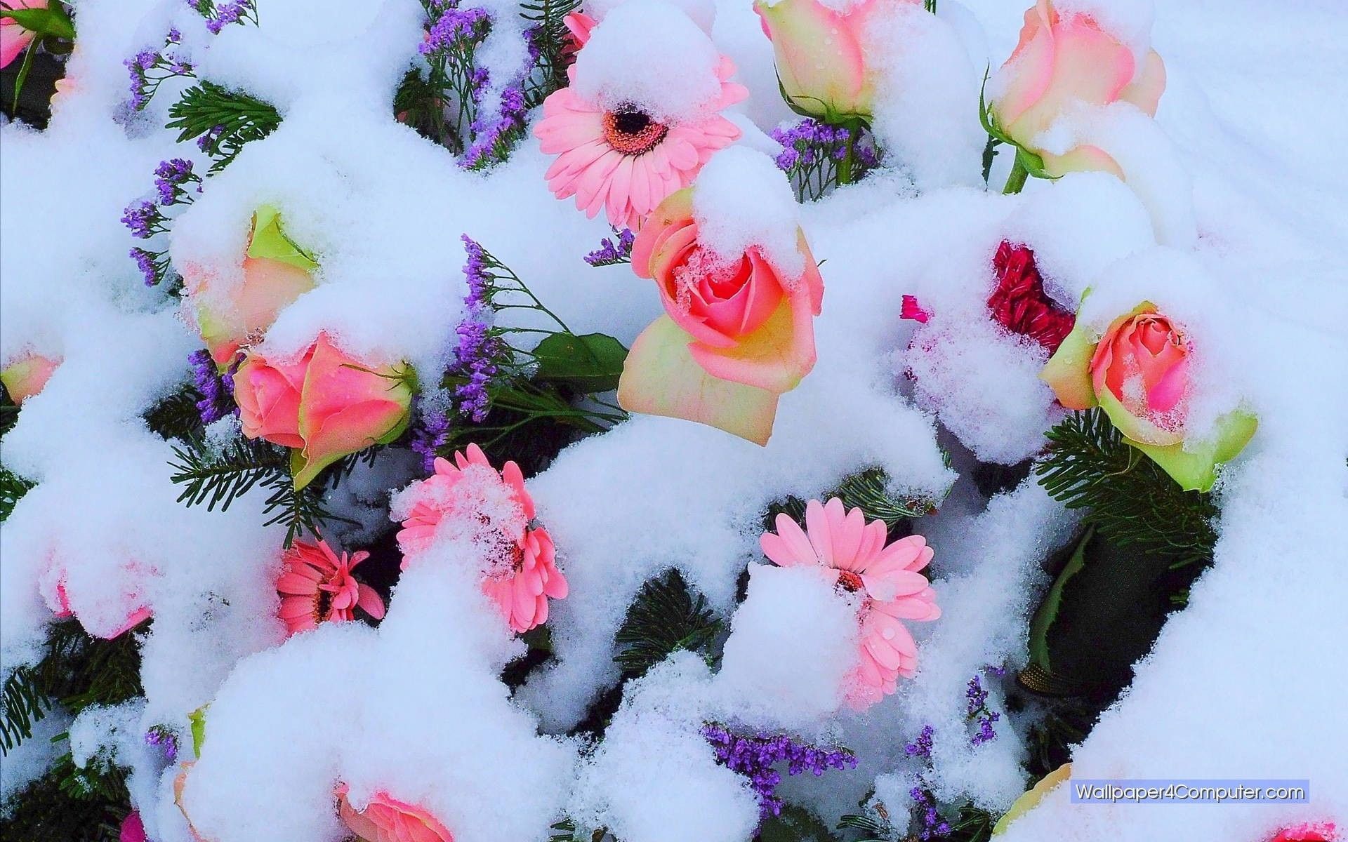 Flowers in Snow Wallpaper