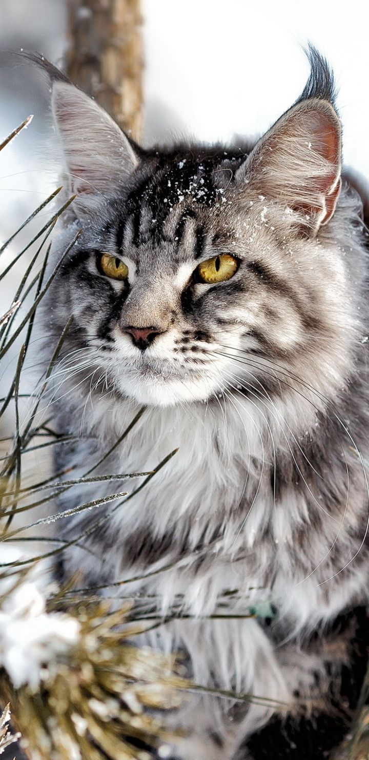 Animal / Cat (720x1480) Mobile Wallpaper. Котята, Кошки, Животные