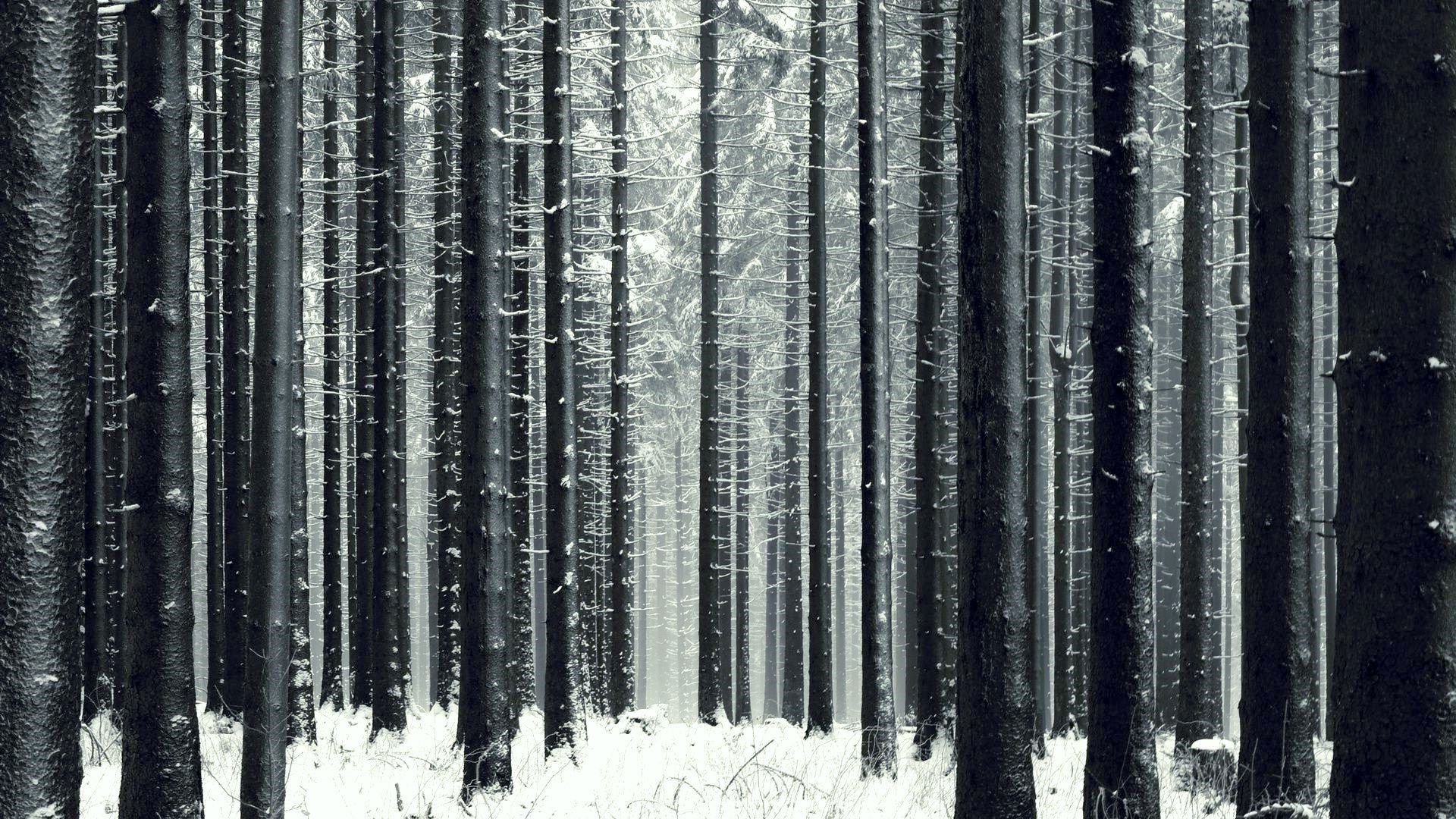 Winter Forest Wallpaper Free download