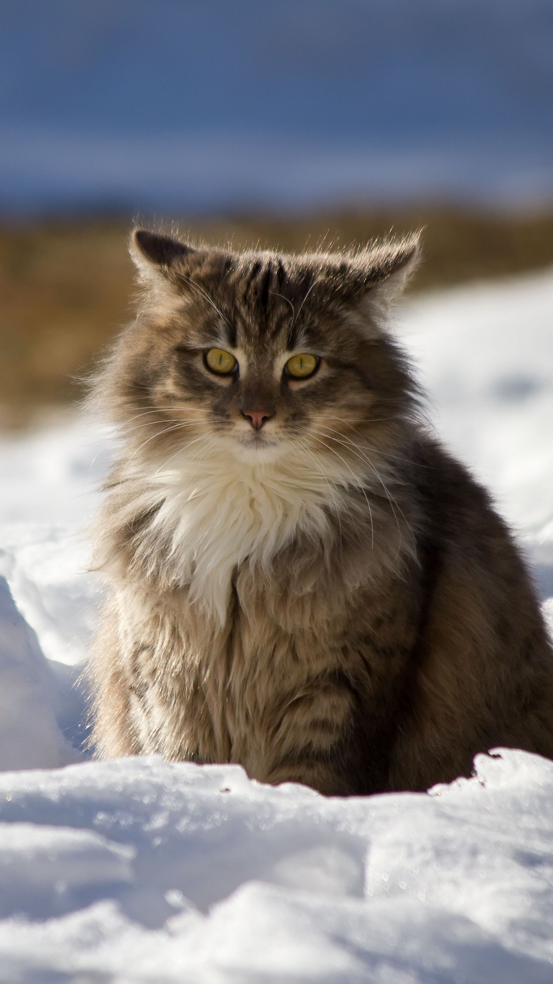 Winter cat Wallpaper Download