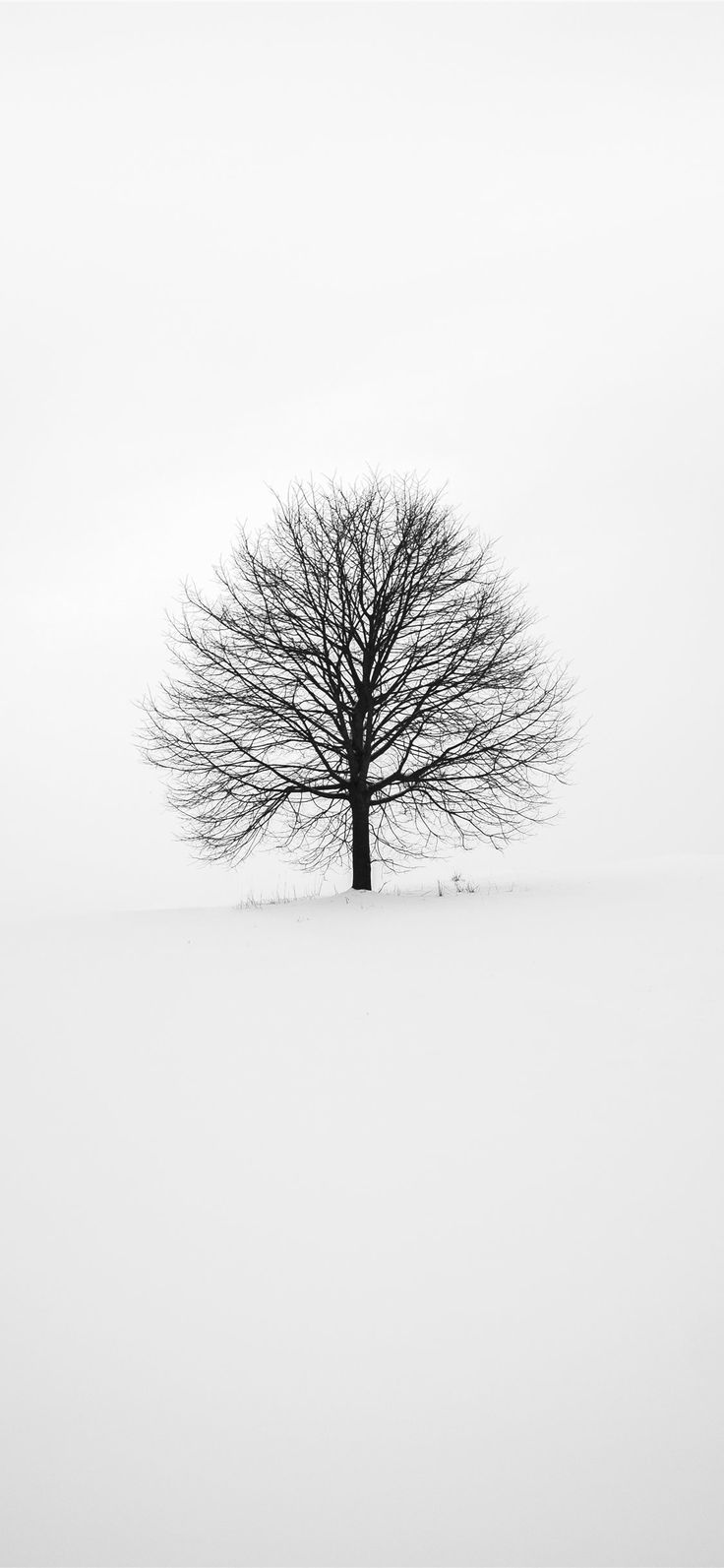 Grey Winter Tree Wallpapers - Wallpaper Cave