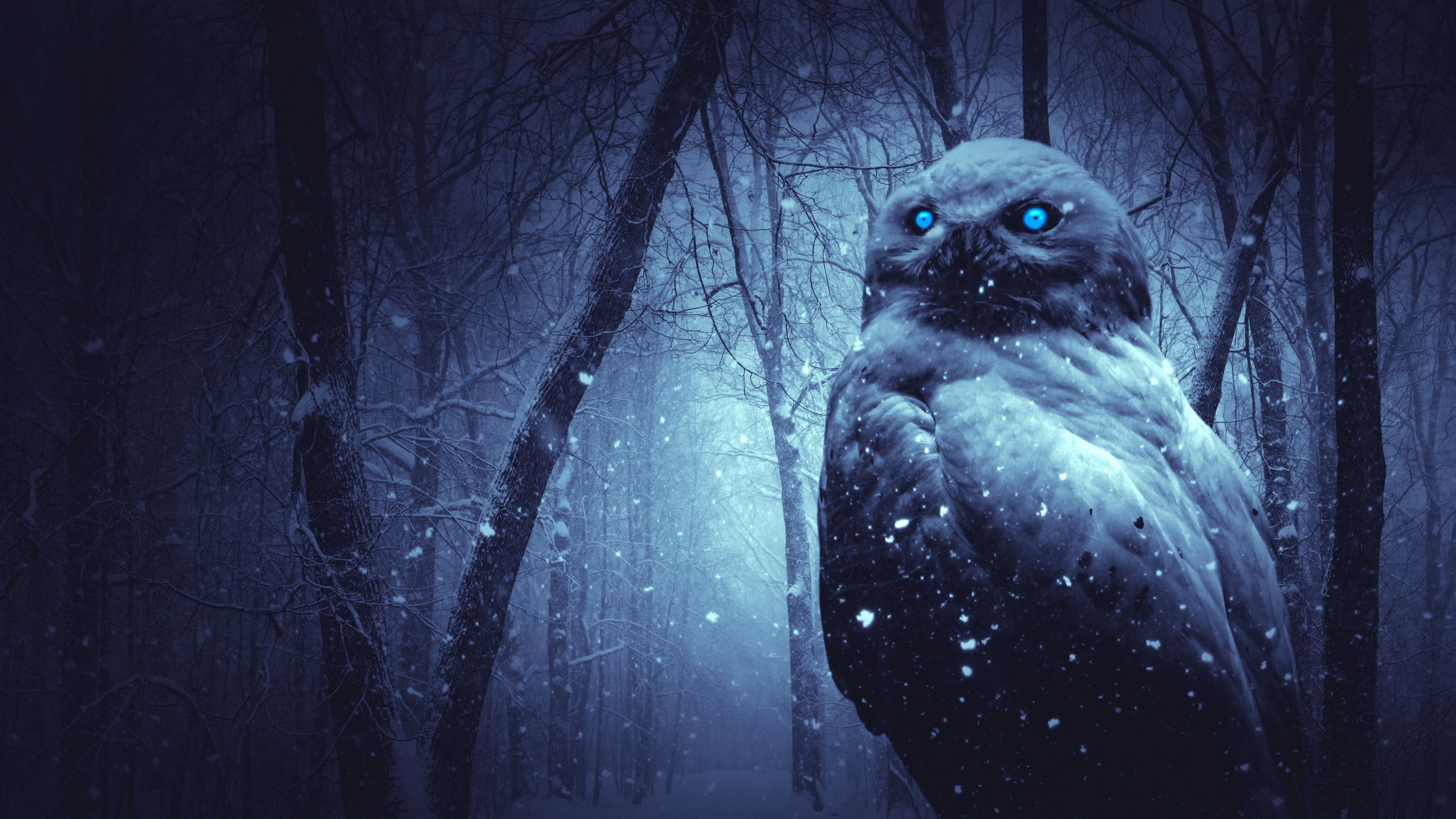 Owl Wallpaper 4K, Forest, Winter, Dark, Night, Blue eyes, Scary, Animals