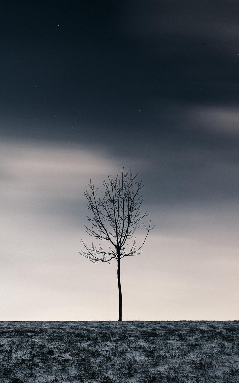 Wallpaper snow winter tree minimalism starry sky. Winter trees, Blue flower wallpaper, Wallpaper