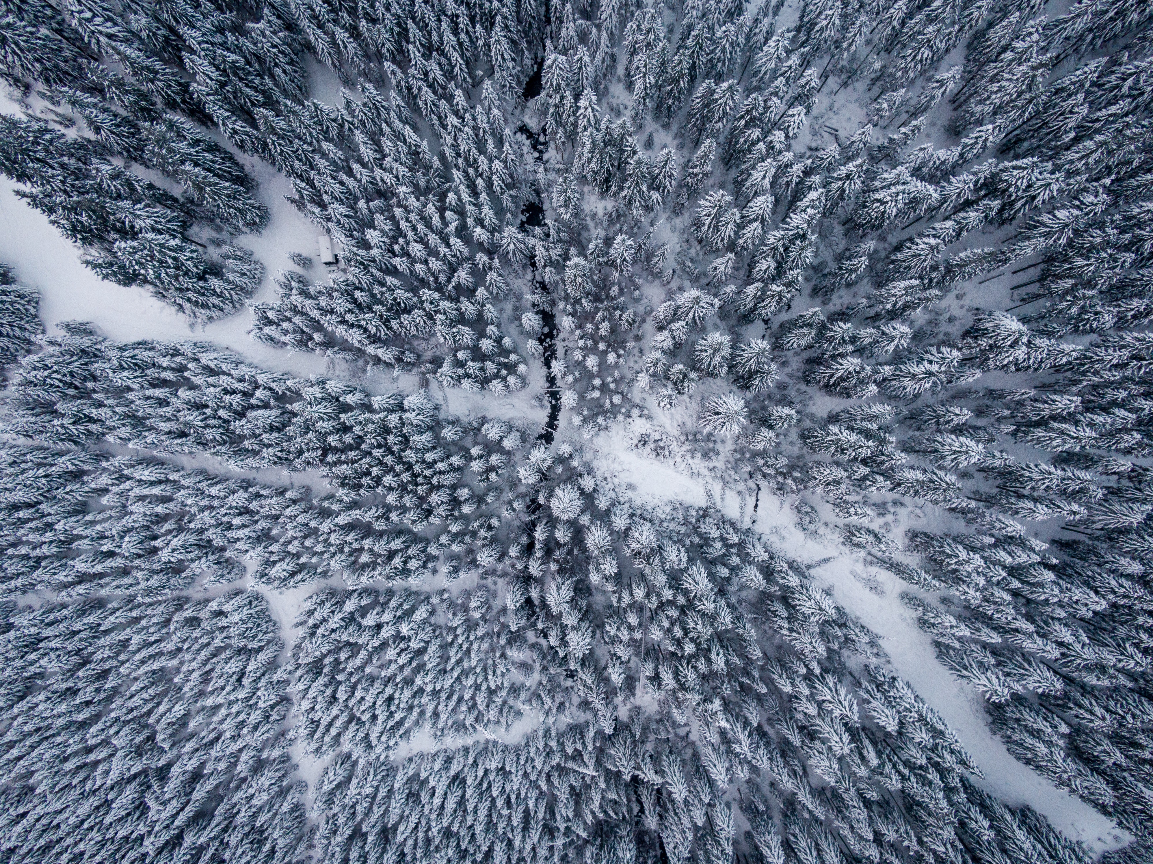 Aerial Photography of Snow Covered Trees · Free