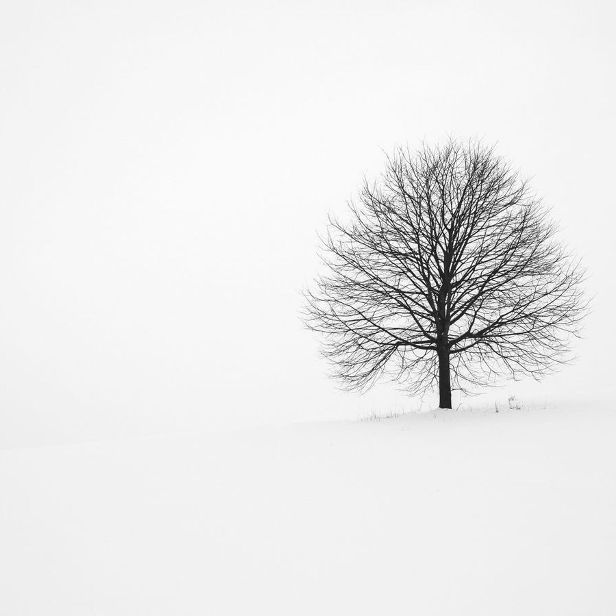White nature and one single tree