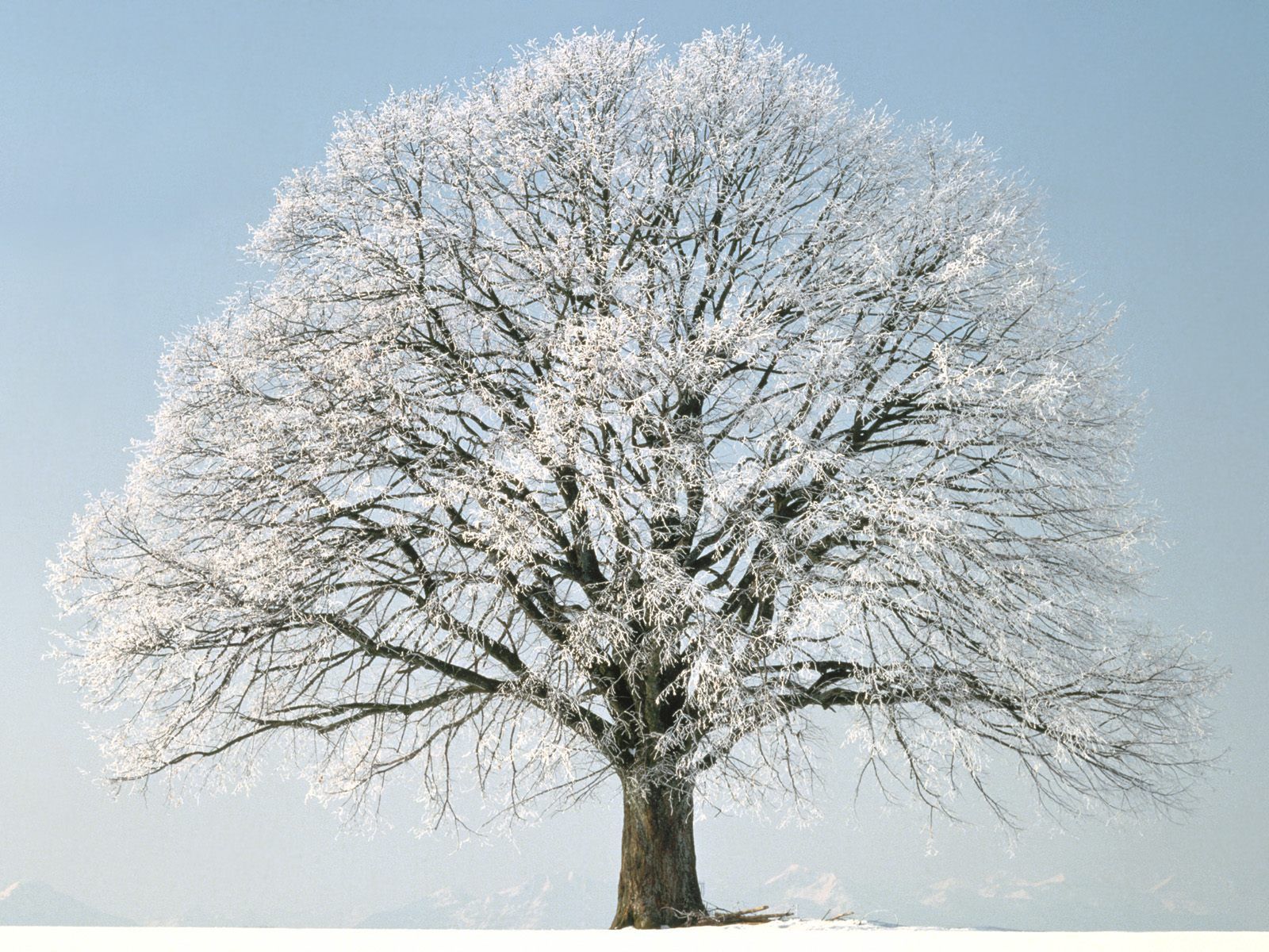Wintry tree covered in white. Winter trees, Landscape wallpaper, Winter wallpaper