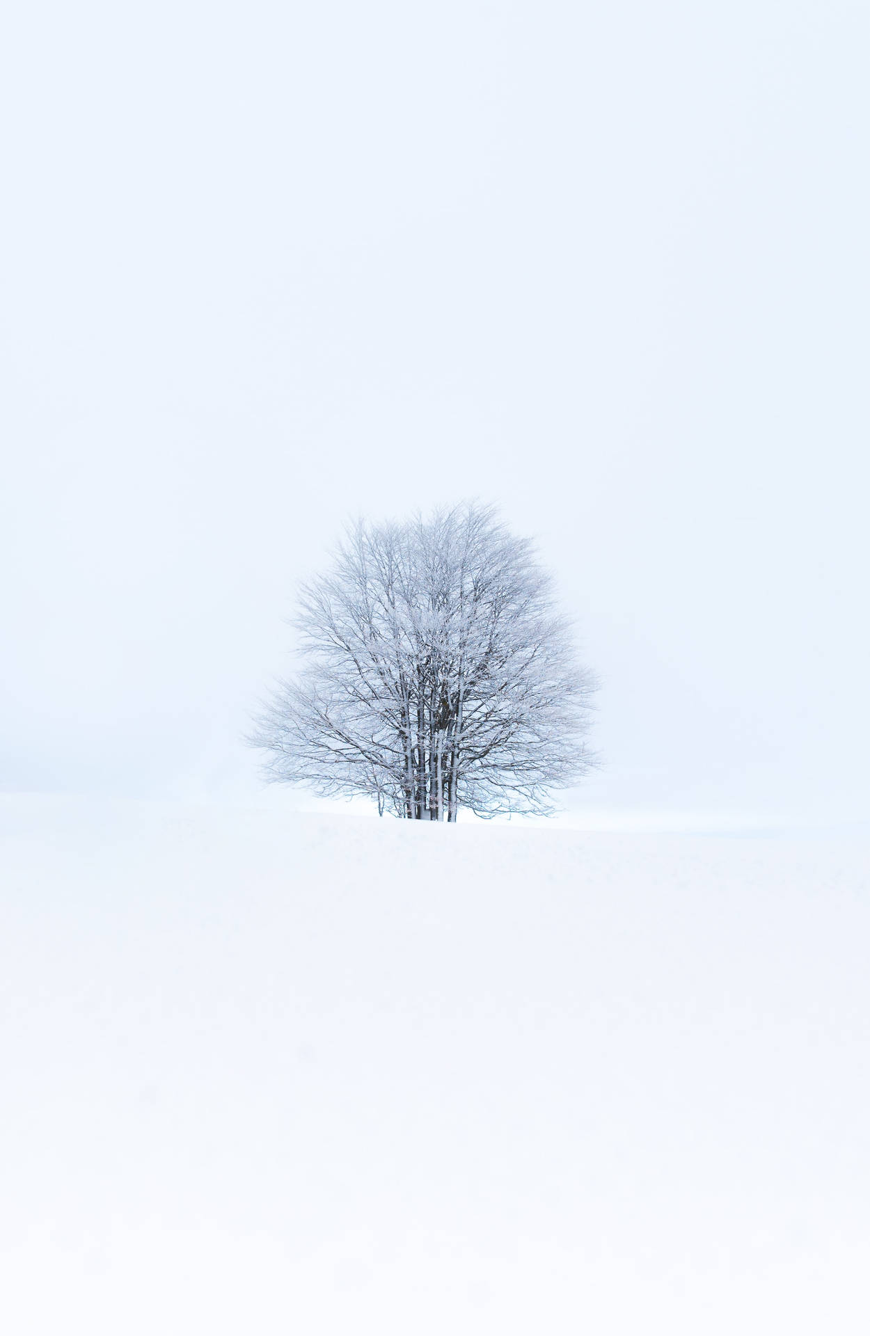 Download Tree, snow, winter, minimalism, white Wallpaper