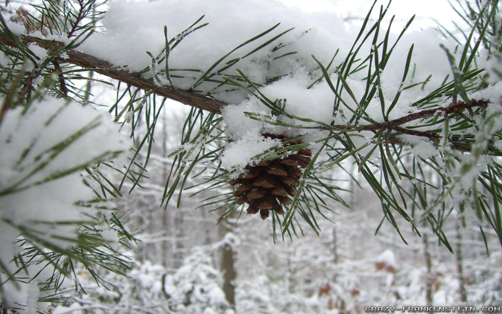 Winter Tree Wallpaper Free Winter Tree Background