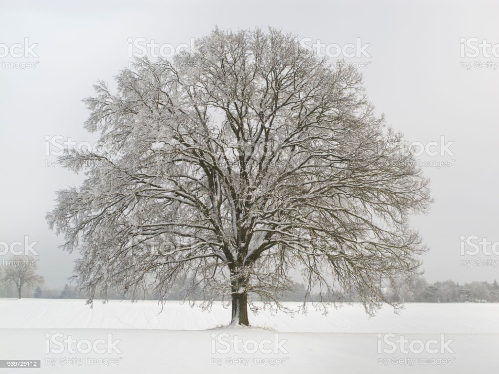 Single Big Oak Tree At Winter With Perfect Treetop Image Now, Oak Tree, Winter