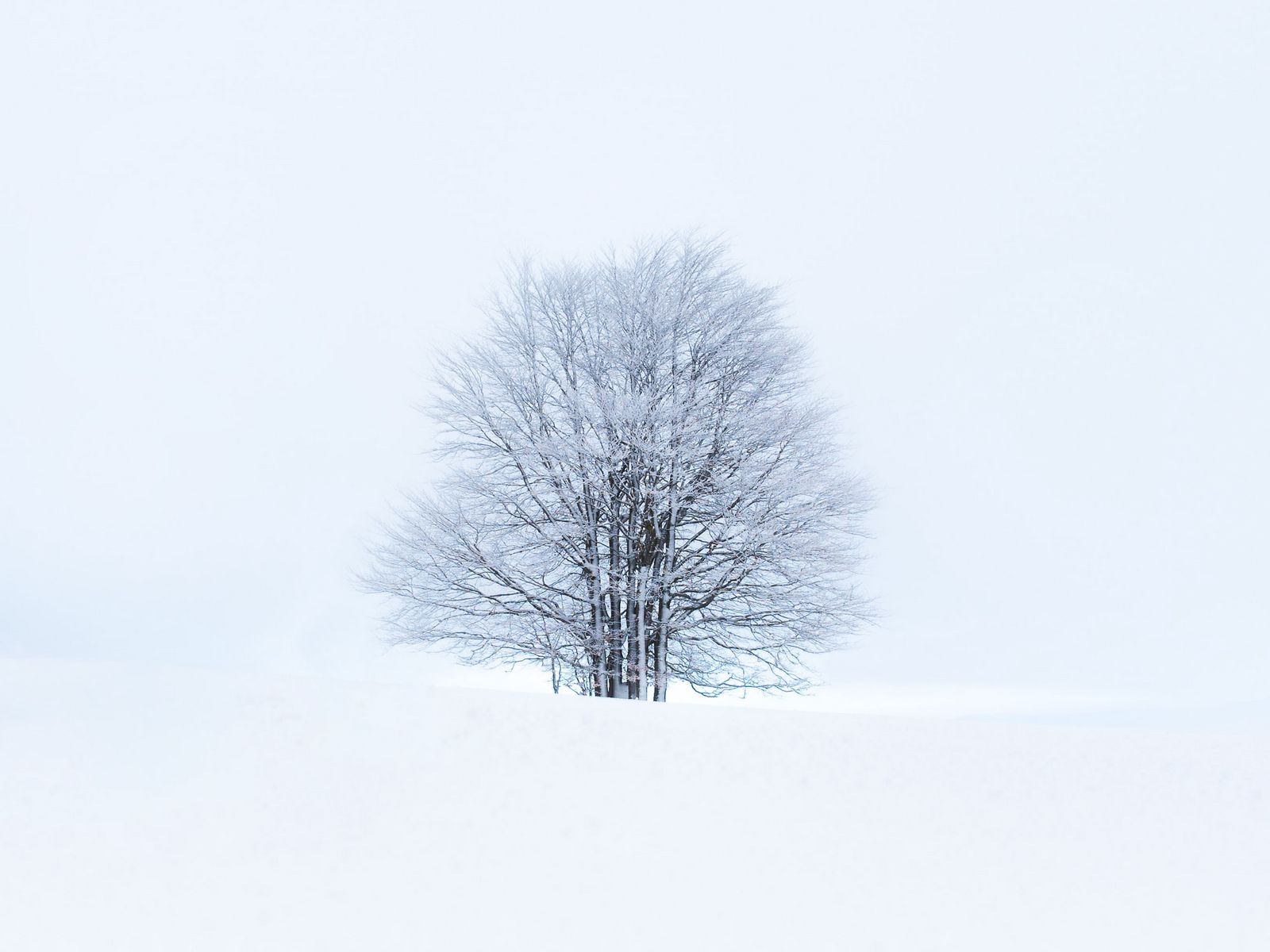 Download wallpaper 1600x1200 tree, snow, winter, minimalism, white standard 4:3 HD background