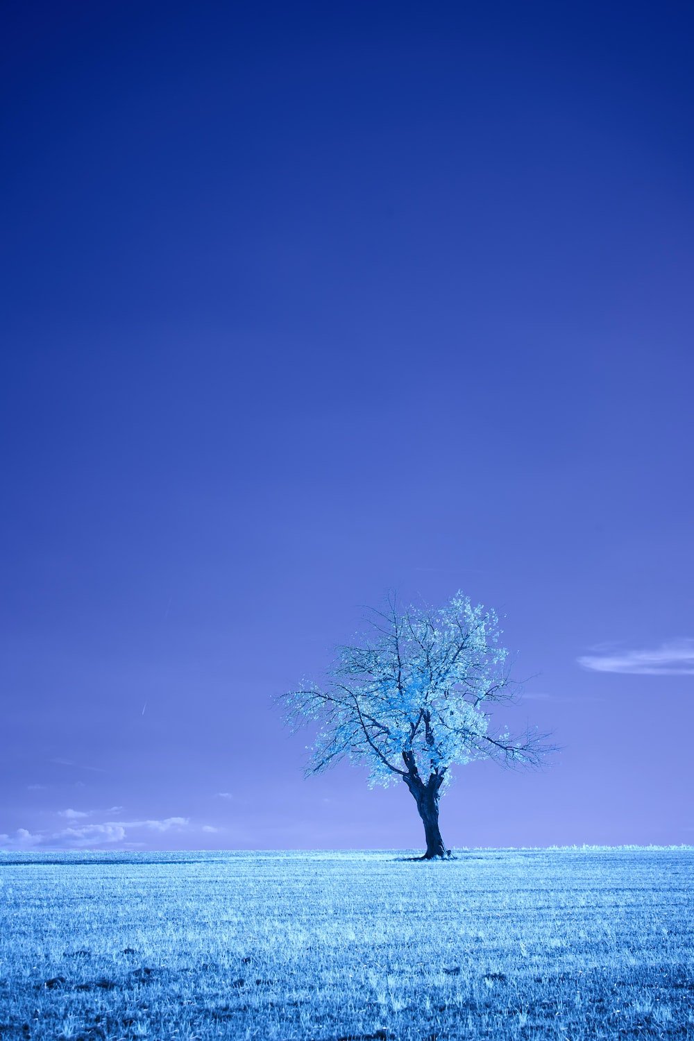 pretty blue trees