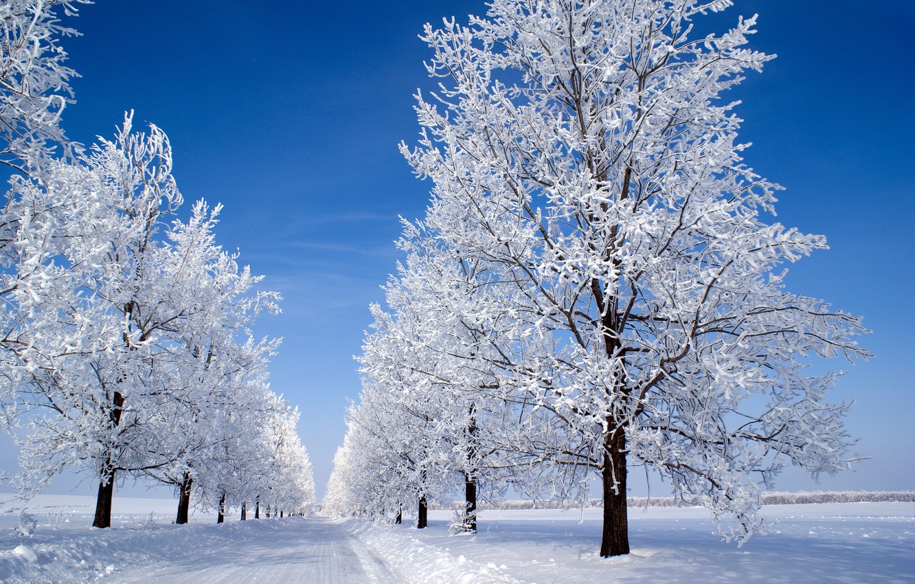 Wallpaper winter, the sky, snow, trees, blue, morning, Snow morning image for desktop, section пейзажи