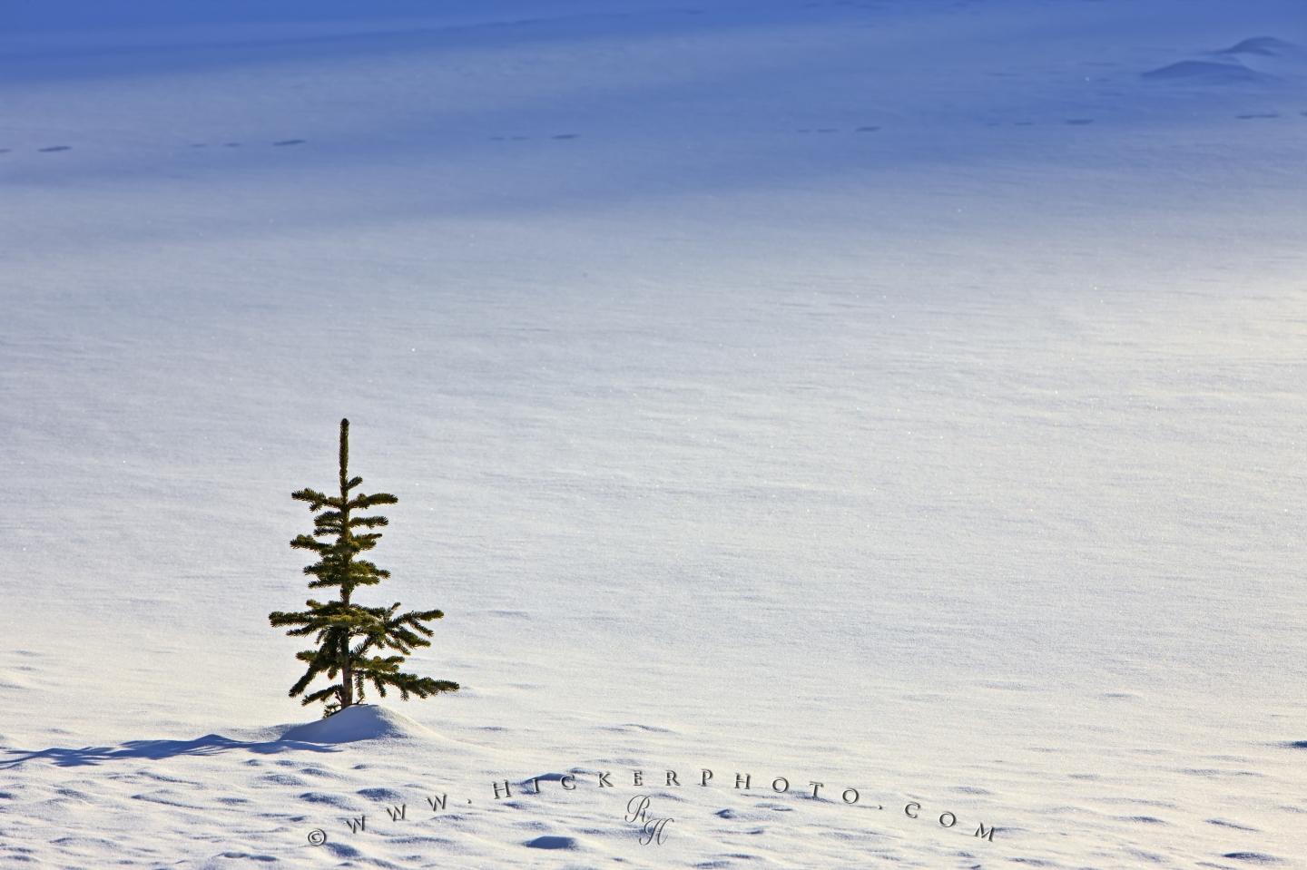 Free wallpaper background: Single Pine Tree Snow Field Winter Picture