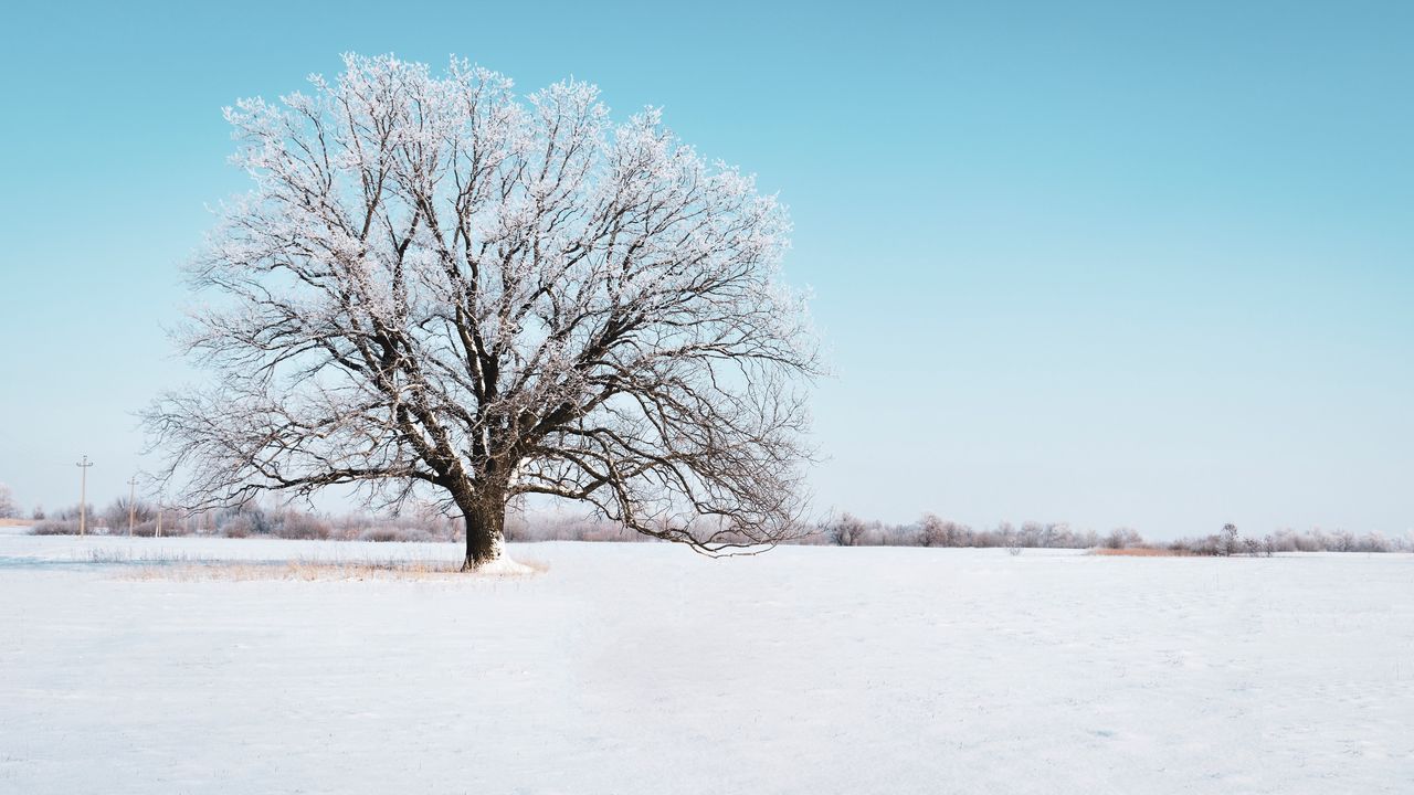 Wallpaper tree, snow, winter, snowy, sky, horizon hd, picture, image