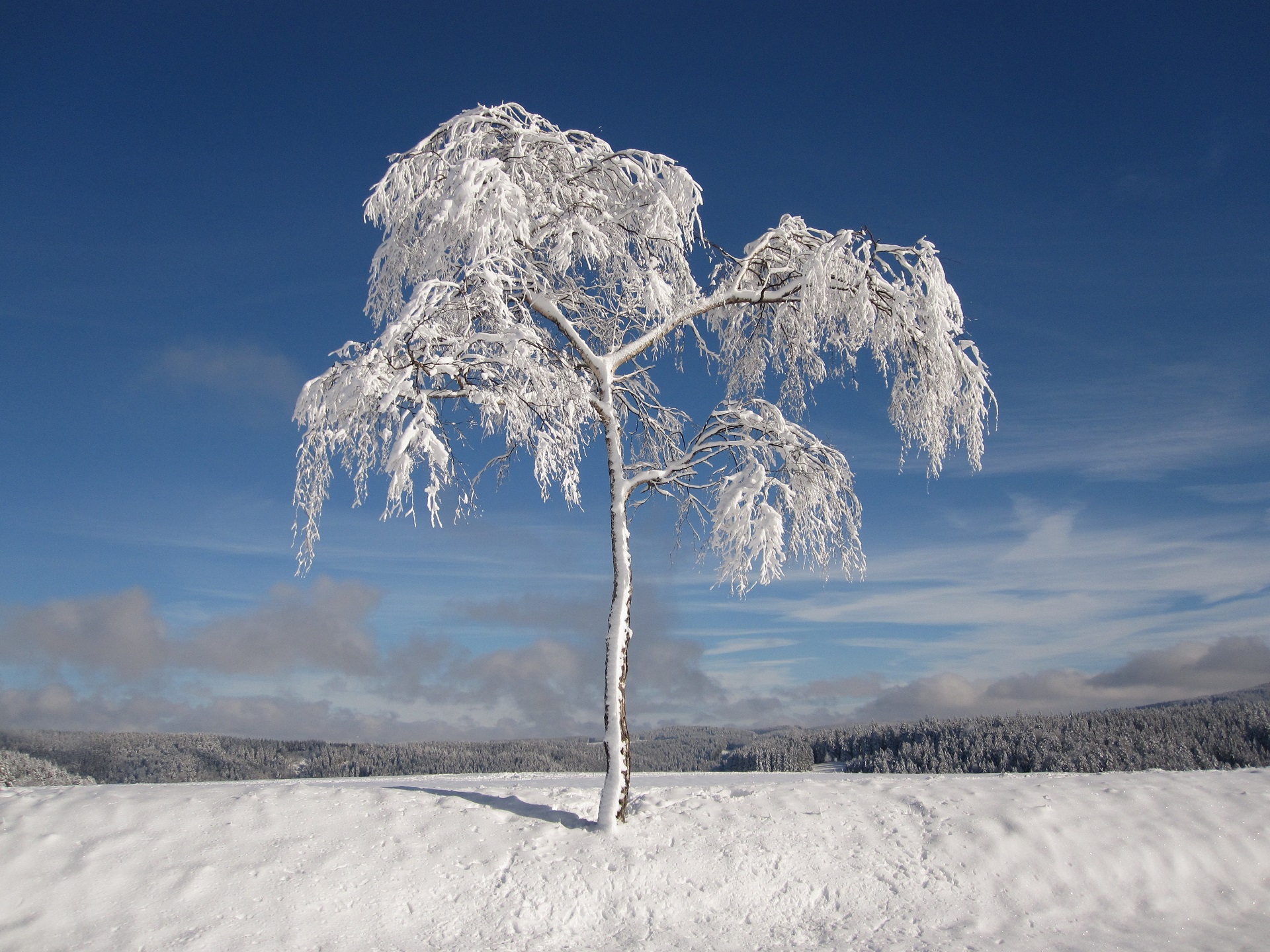 Tree HD Wallpaper, Snow, Winter, Nature Gallery HD Wallpaper