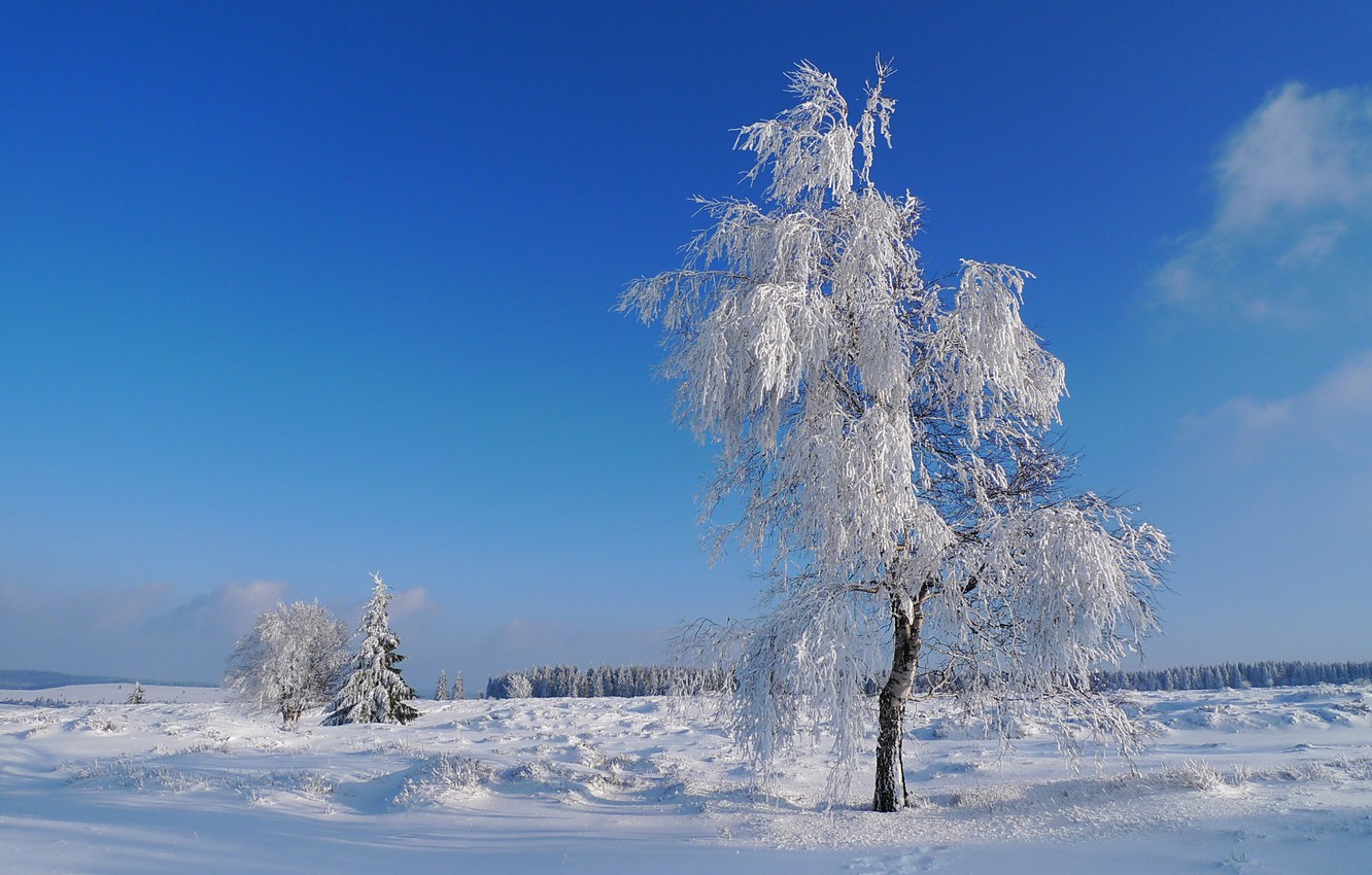 Wallpaper winter, frost, field, the sky, snow, tree image for desktop, section природа