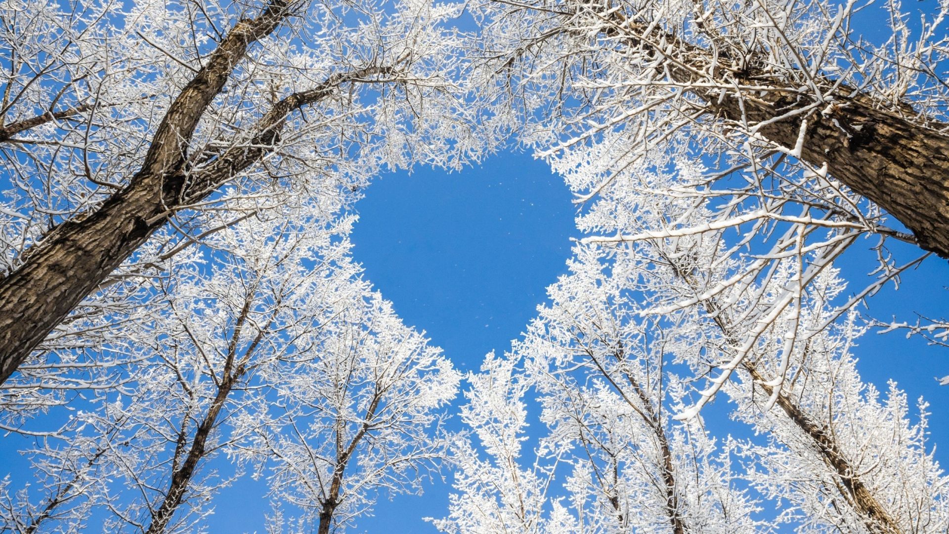 Desktop Wallpaper Trees, Winter, Blue Sky, Heart, Nature, HD Image, Picture, Background, 271553