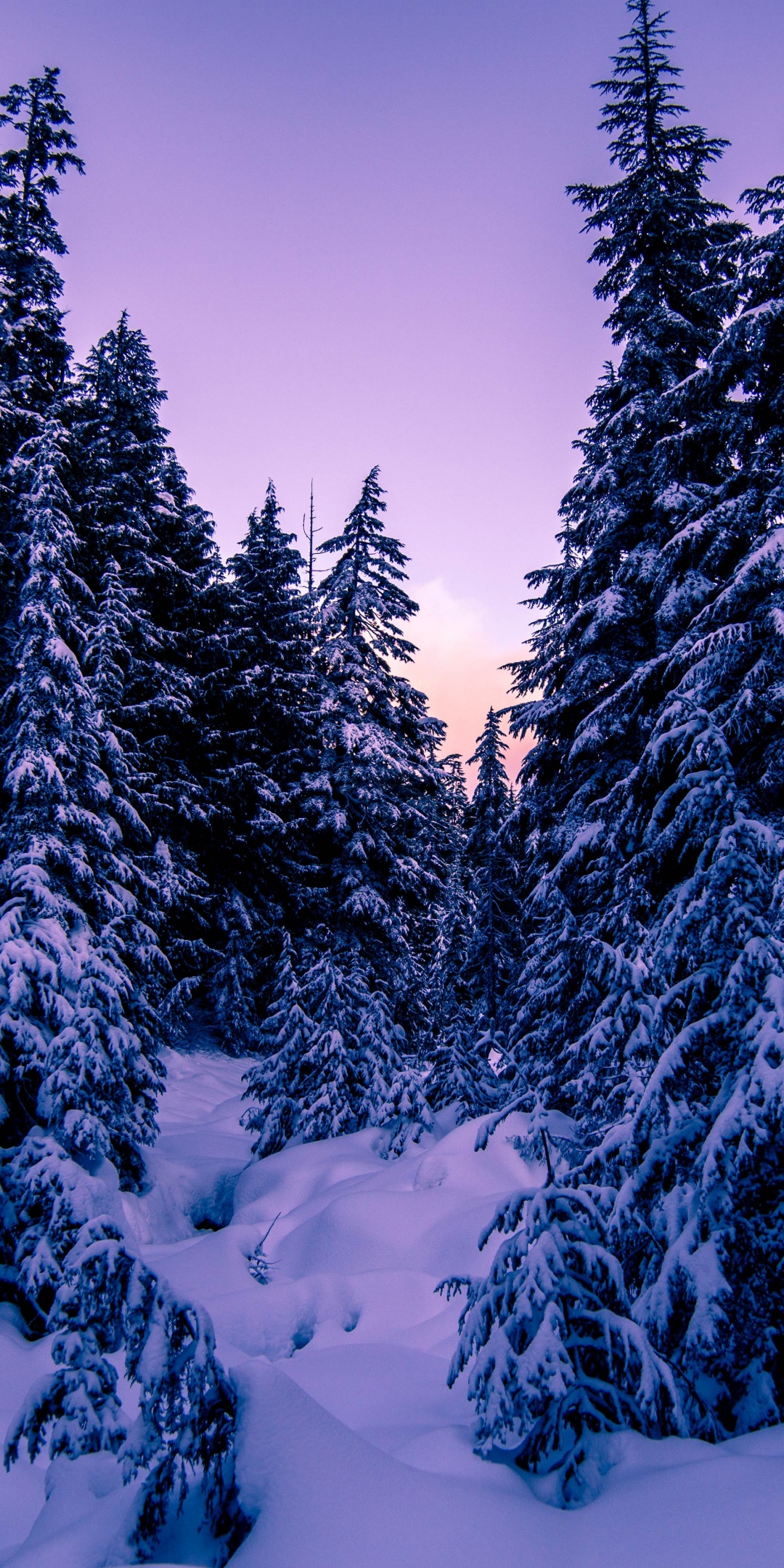 Pine trees Wallpaper 4K, Snow covered, Purple sky, Sunset, Winter, 5K, Nature