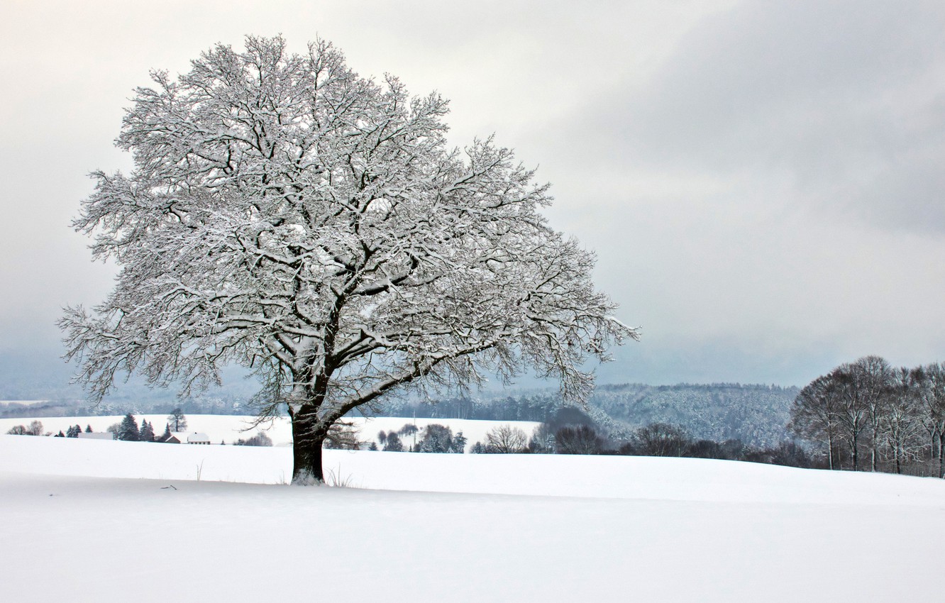 Wallpaper winter, field, forest, snow, Park, tree, Germany, Saxon Switzerland image for desktop, section пейзажи