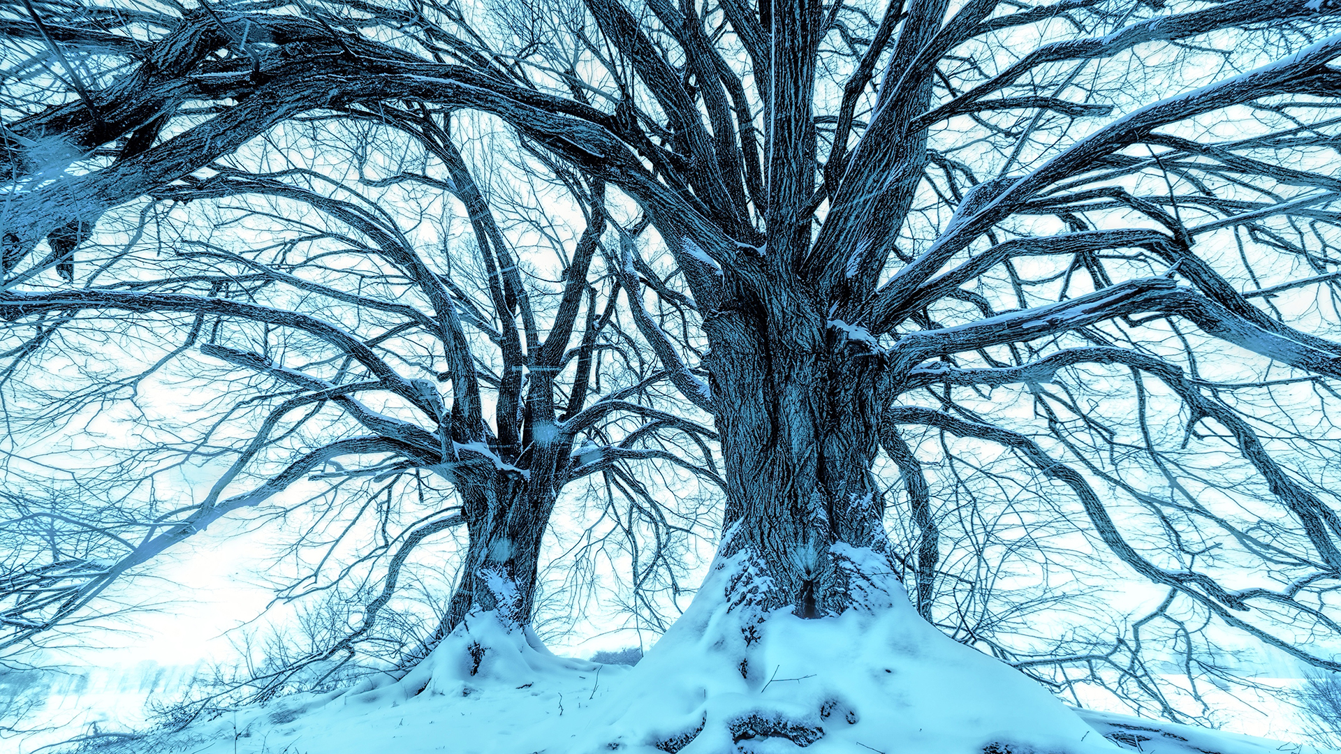 Snowy Blue Trees Chromebook Wallpaper
