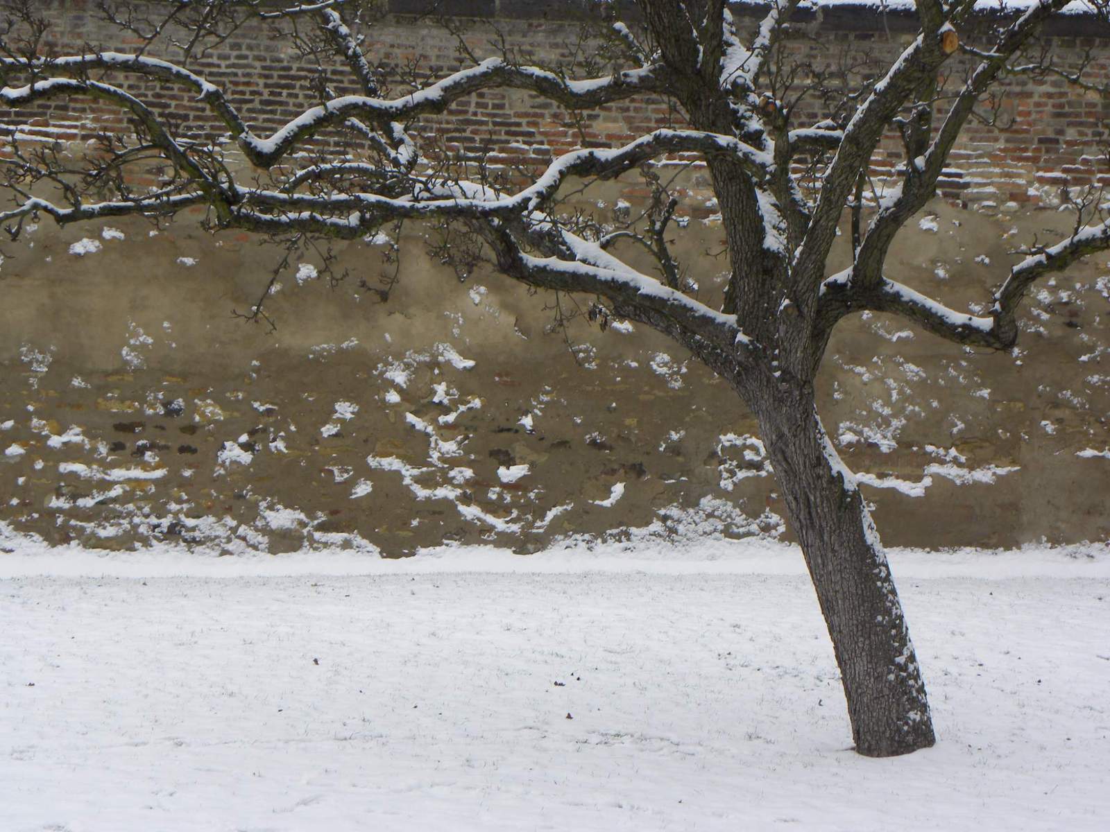 Single tree in winter (with snow) Free