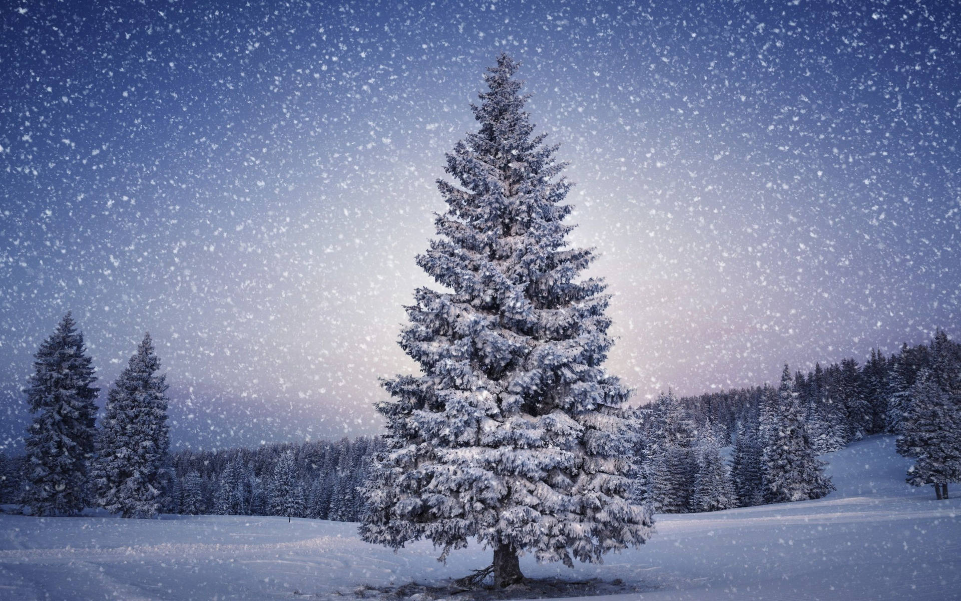 Download Christmas Tree On Winter Snowy Forest Wallpaper
