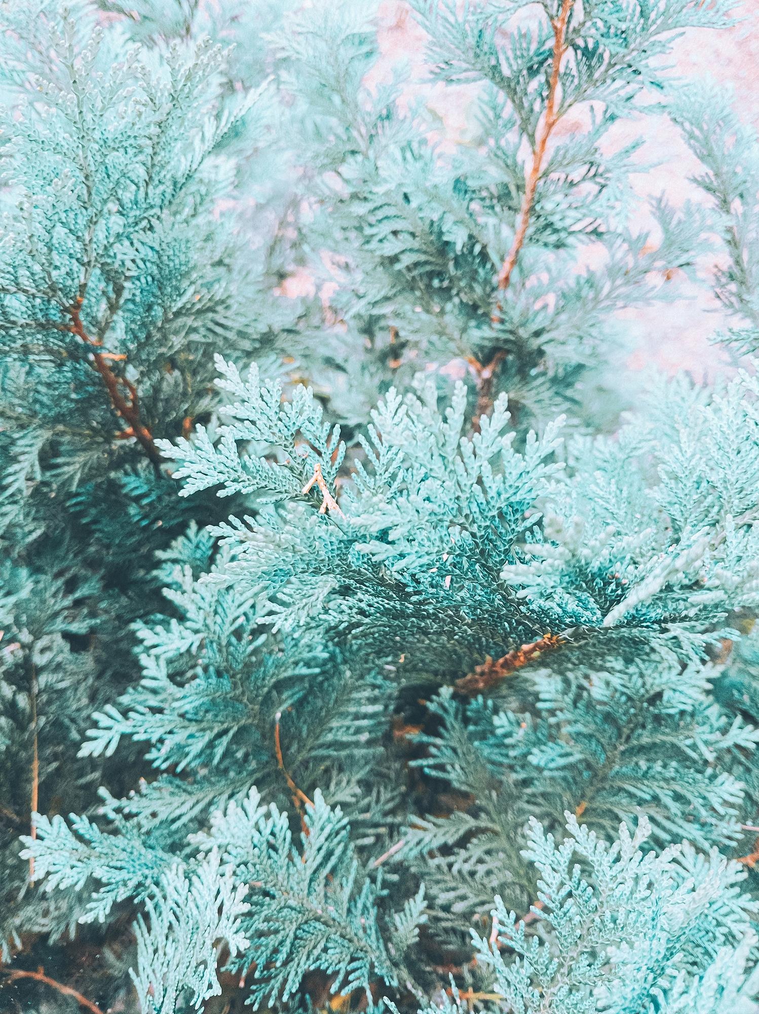 Premium Photo. Blue coniferous tree background stylish winter wallpaper