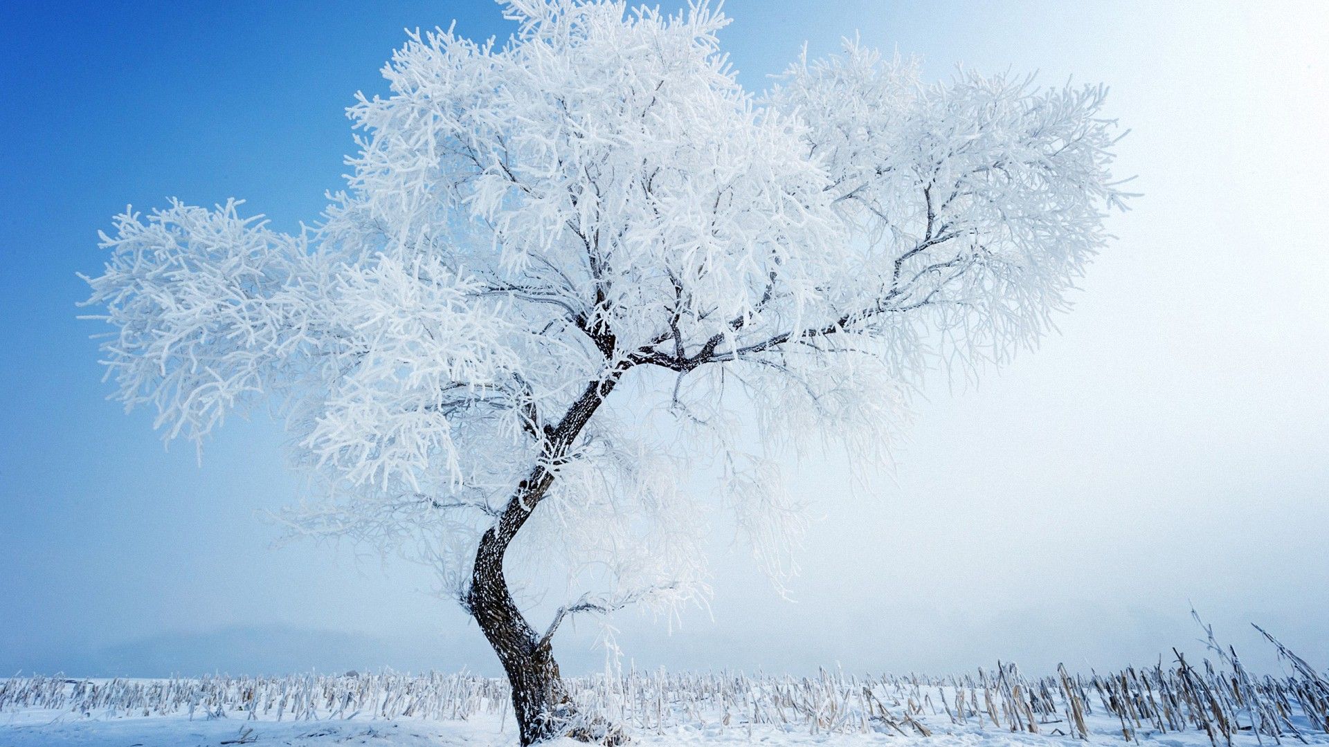 Frost on Trees Wallpaper
