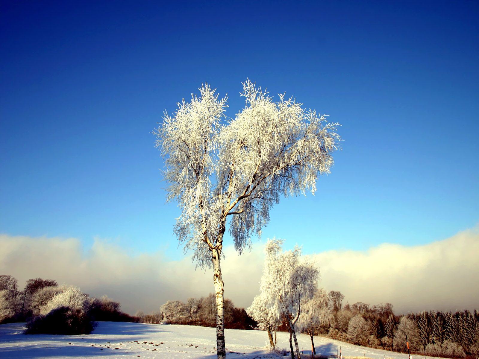 winter. Winter picture, Winter wallpaper, Winter trees