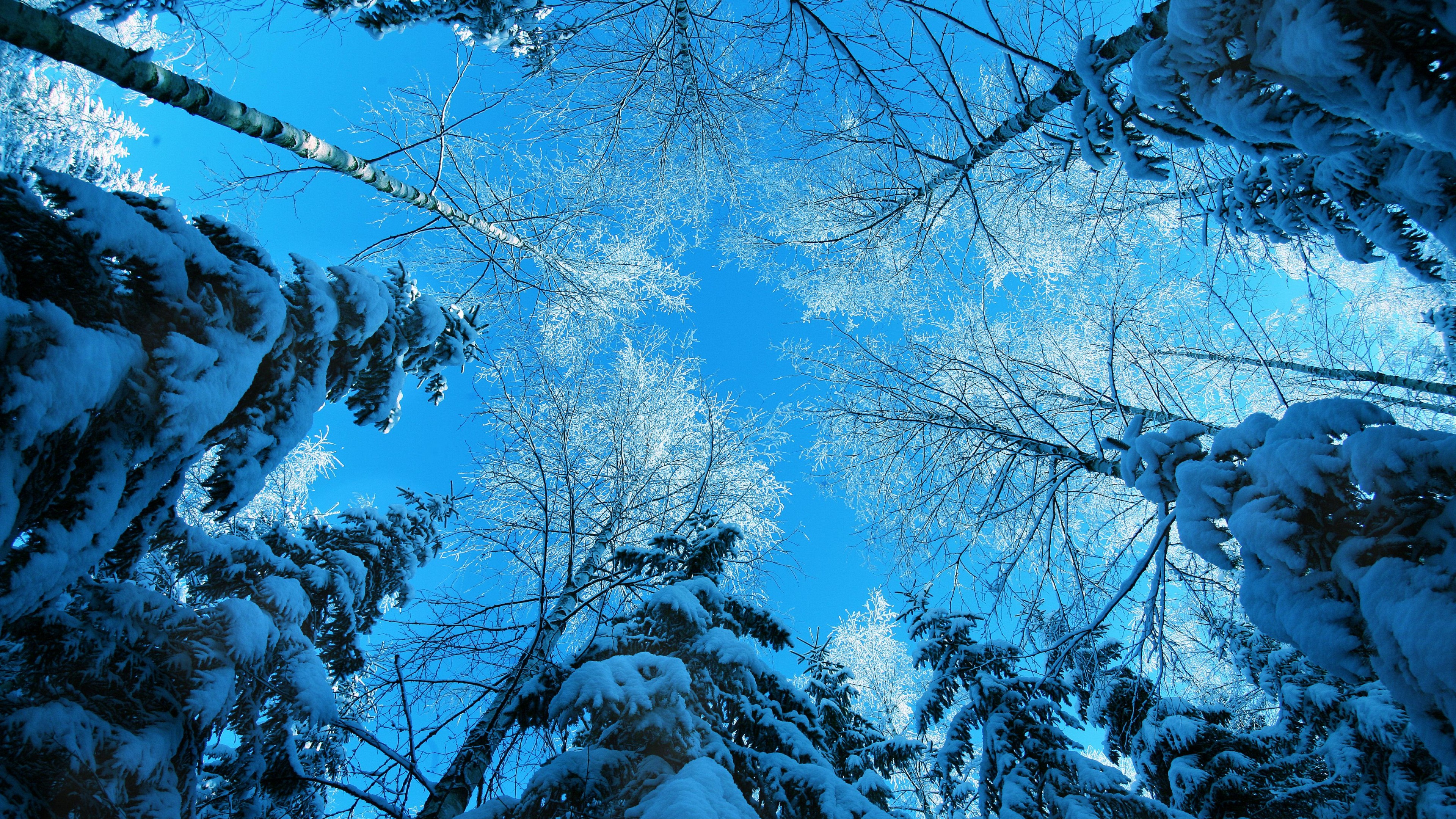 Wallpaper Winter, 5k, 4k Wallpaper, Forest, Fir Tree, Snow, Winter, Nature