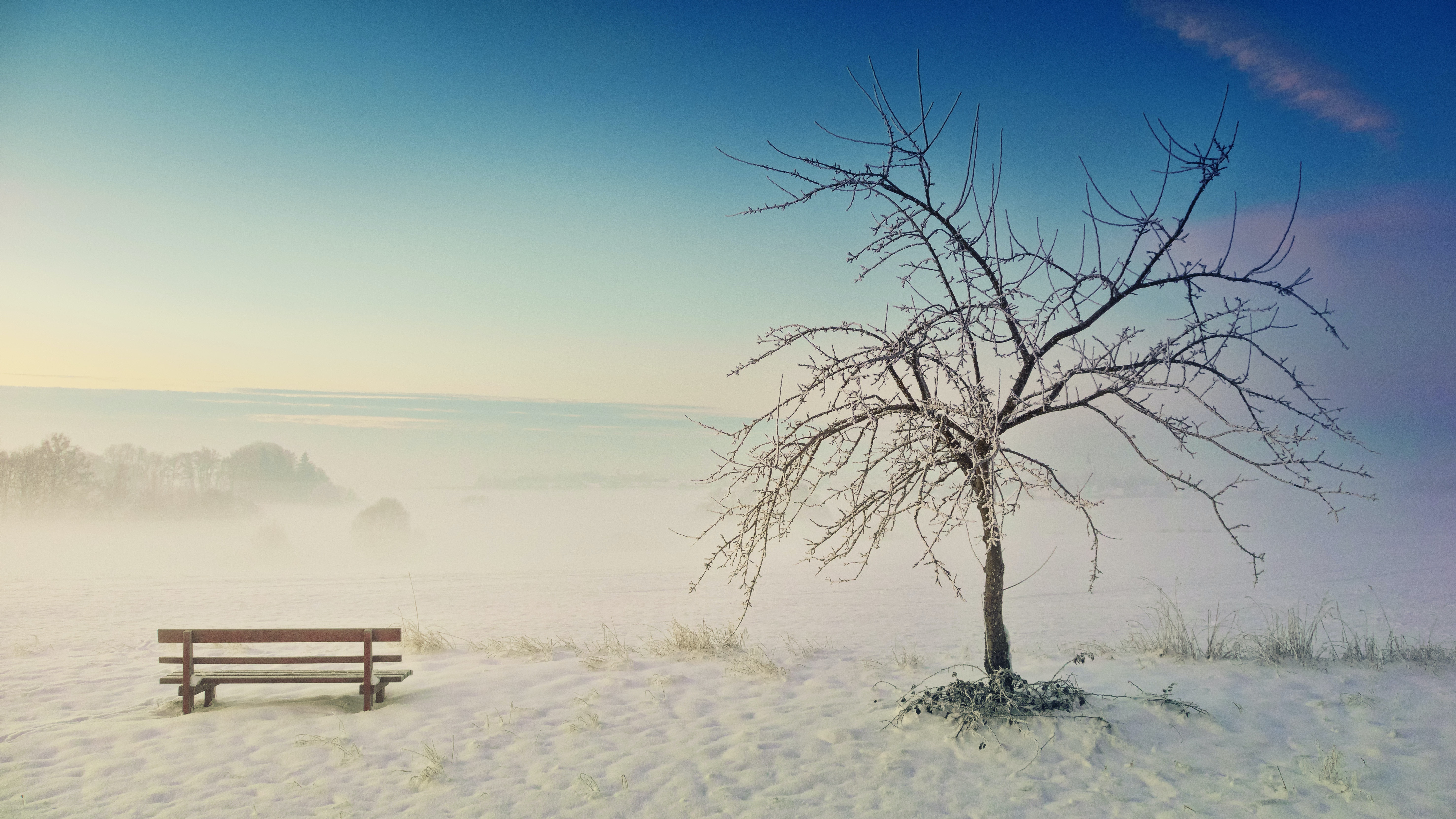 Photo of Withered Tree Near Bench on Snow · Free