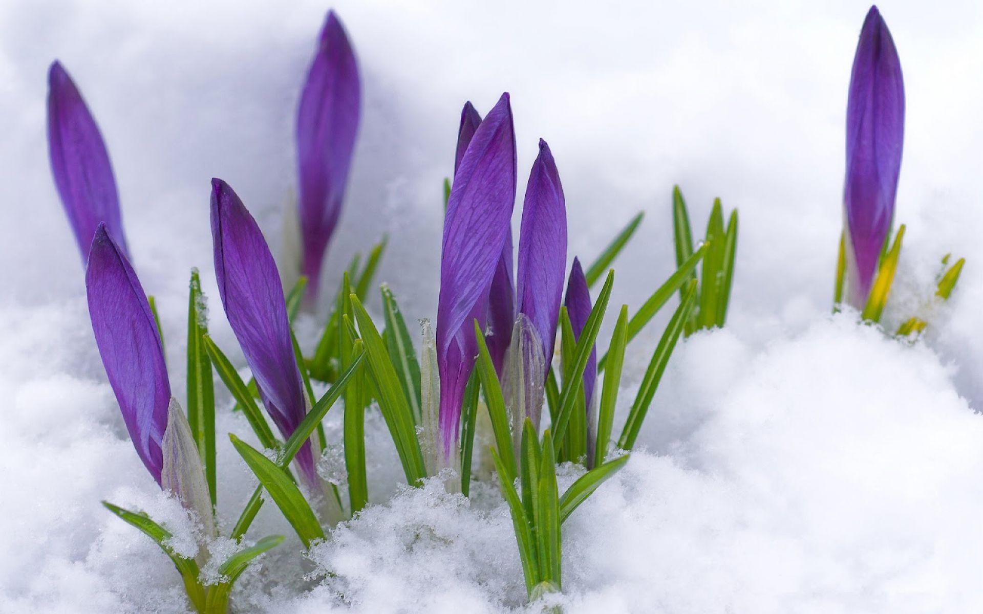 Spring Flowers in Snow Wallpaper