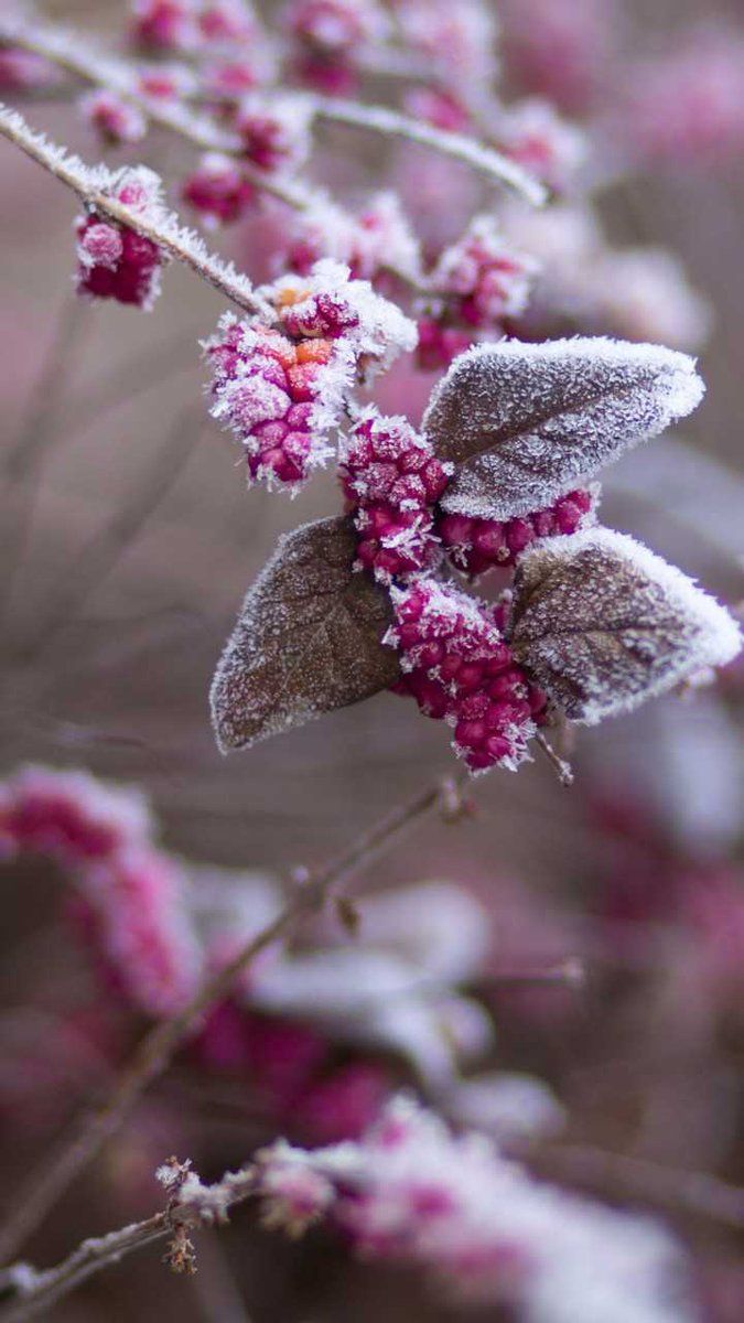3000 Free Winter Flower  Winter Images  Pixabay