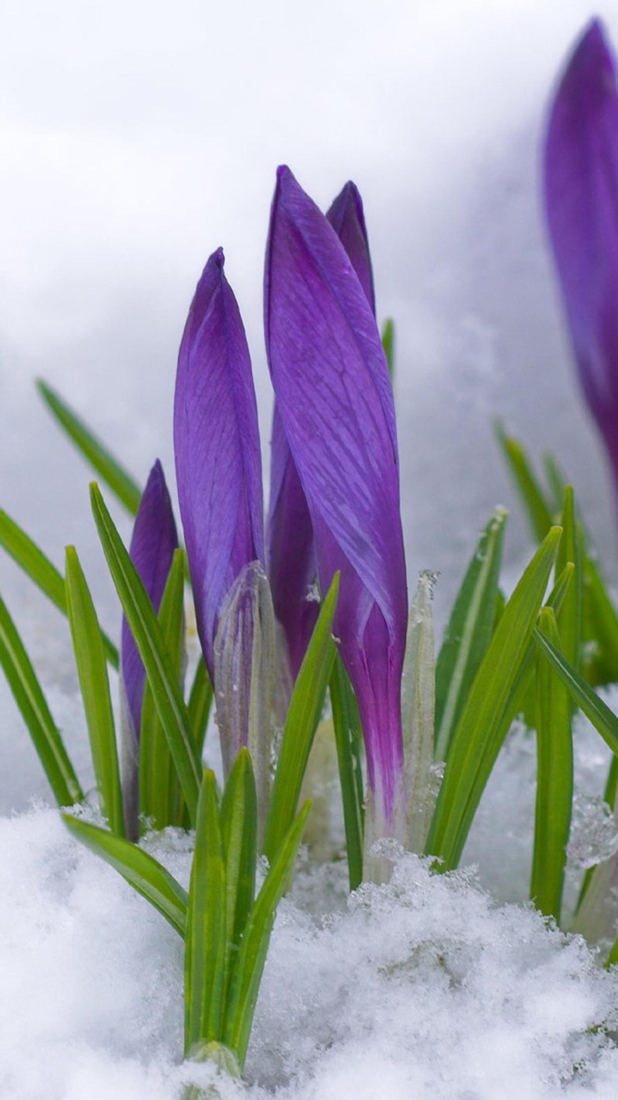 Purple flowers under the cold snow and Spring time