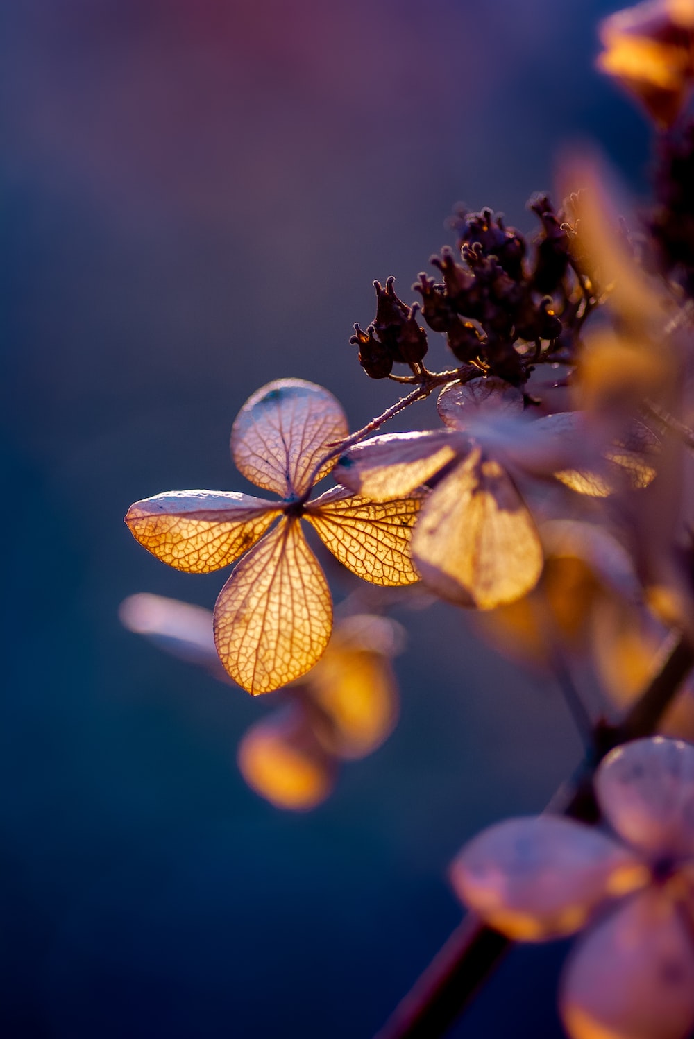 Winter Flower Picture. Download Free Image