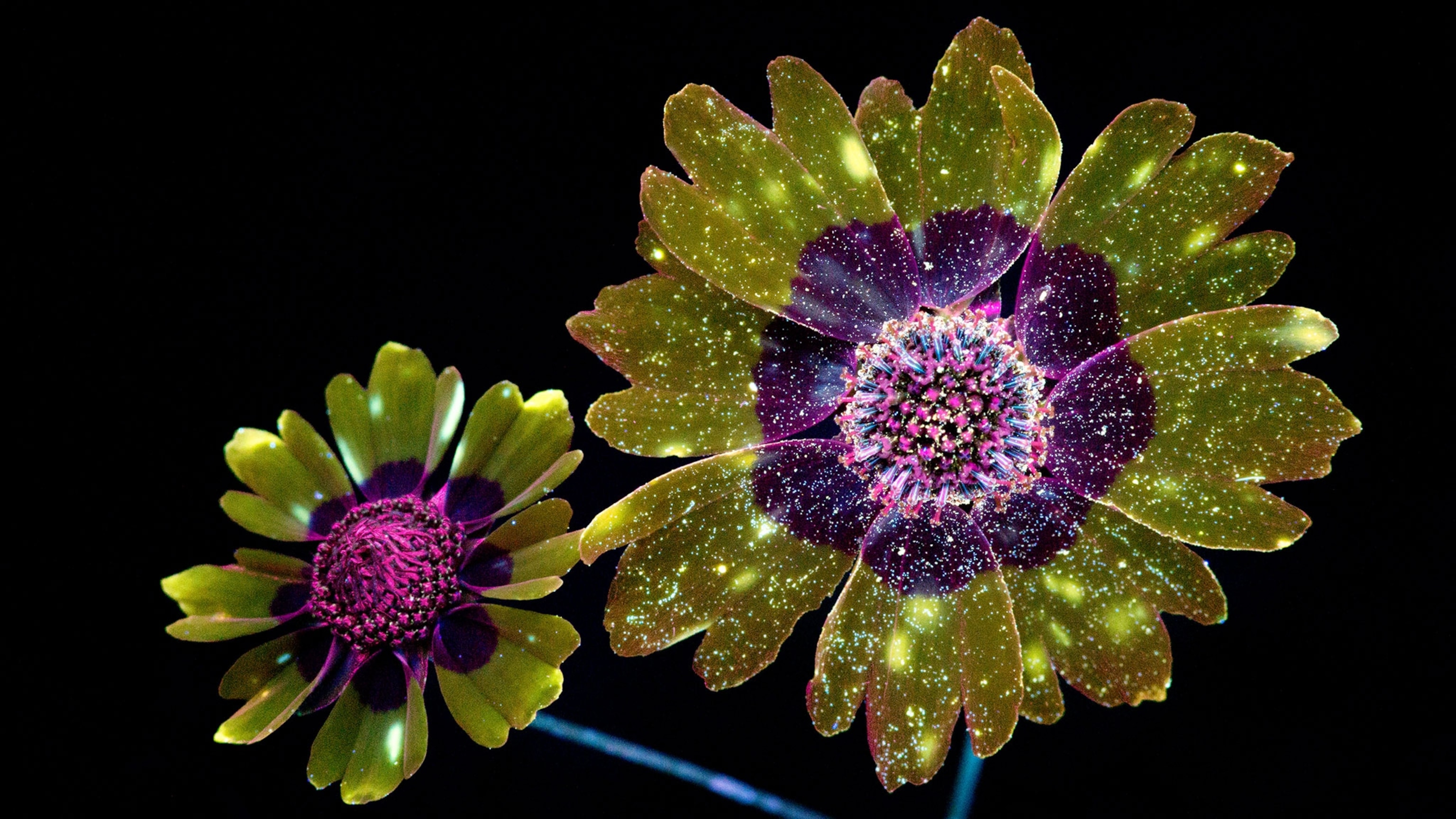 Picture: Flowers Glow Under UV Induced Visible Fluorescence