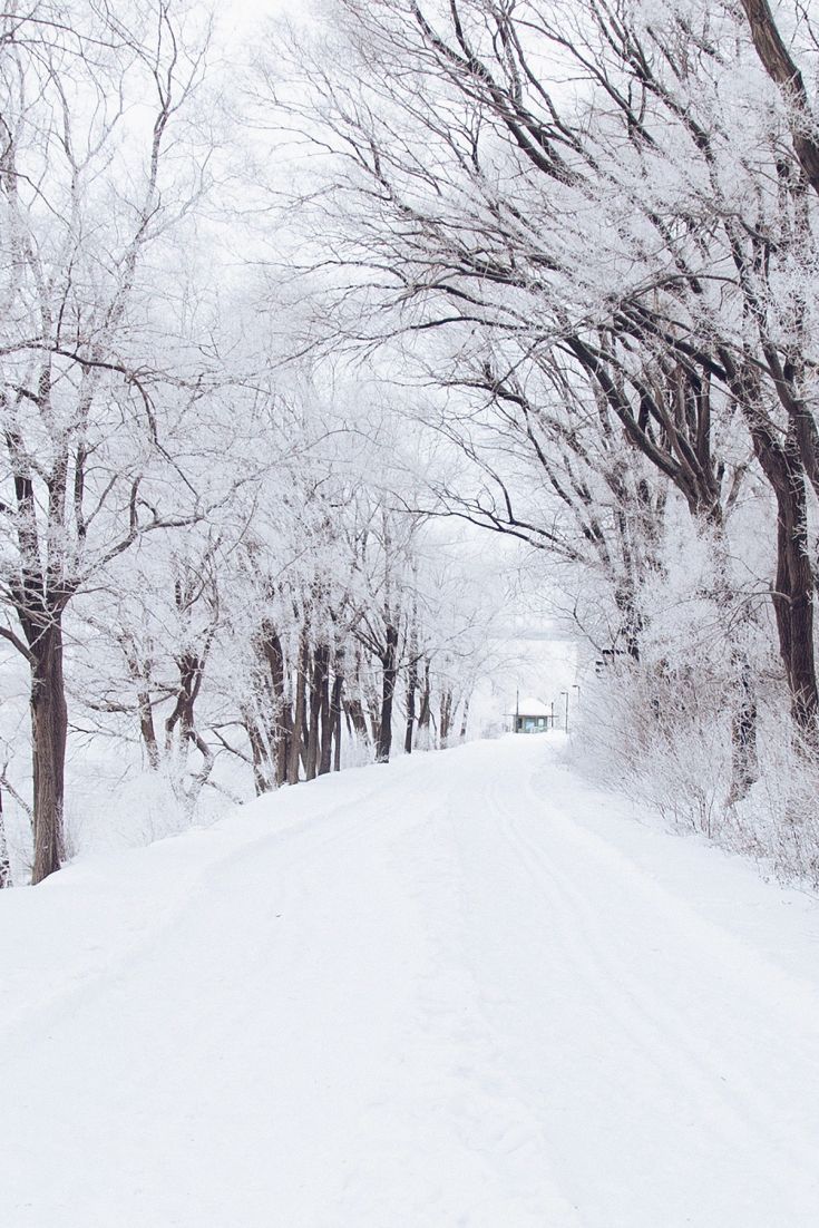 Frozen Snowy Trees. Winter wallpaper, Snowy trees, Christmas aesthetic
