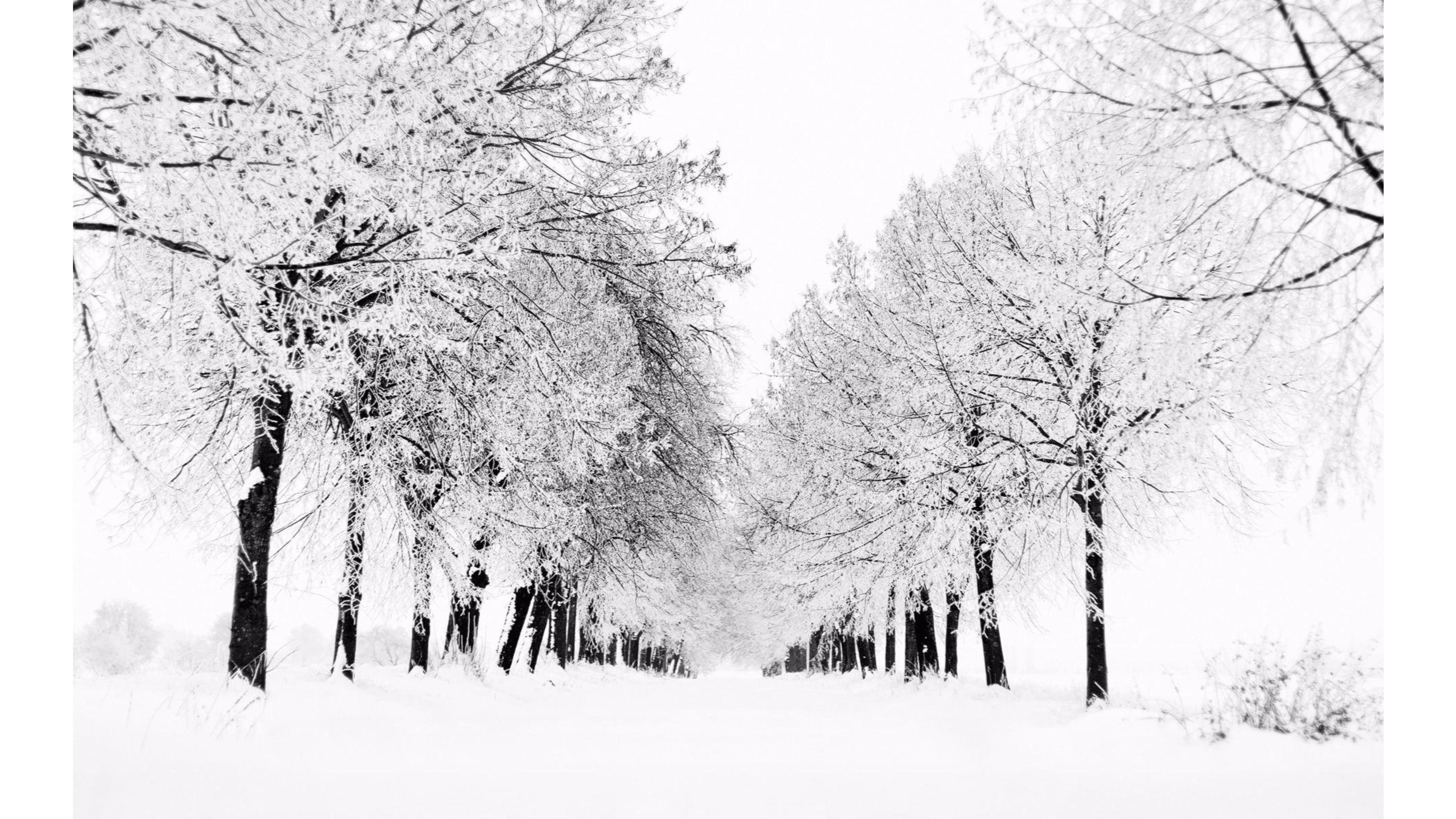 White Winter Wallpaper