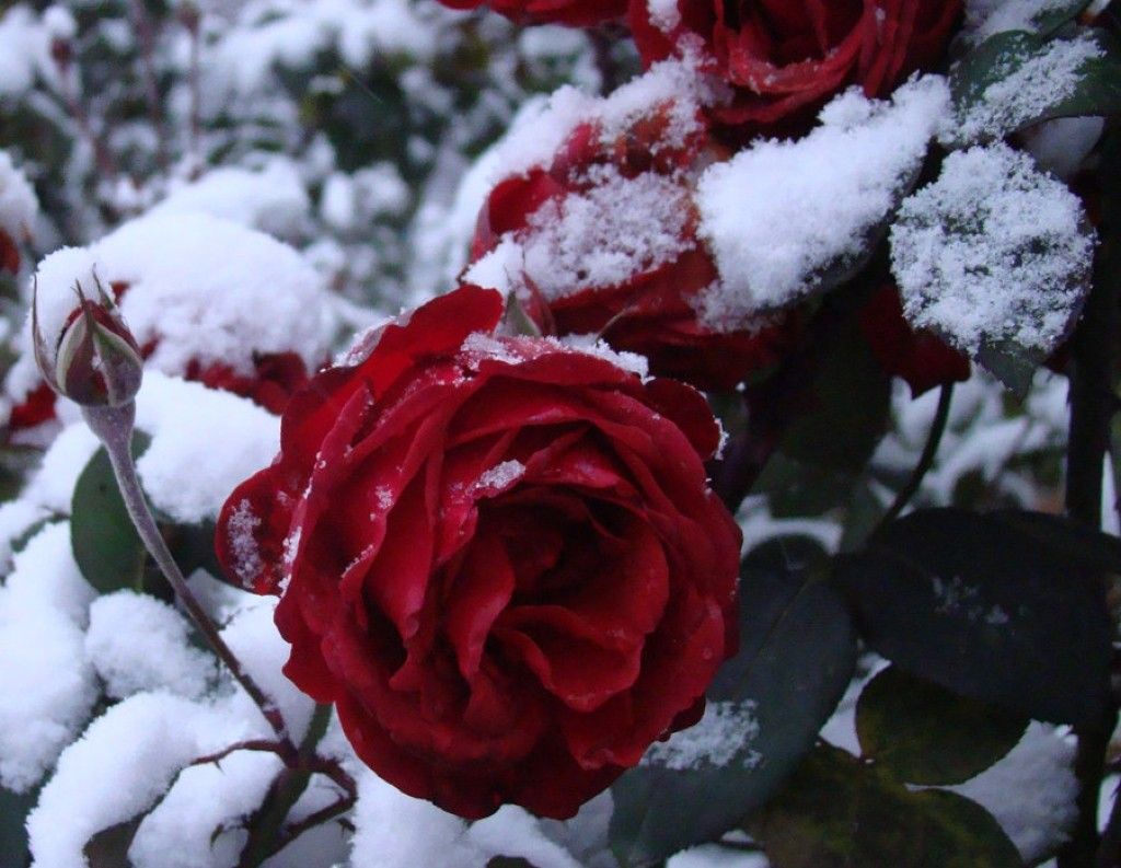 Flowers in Snow Wallpaper